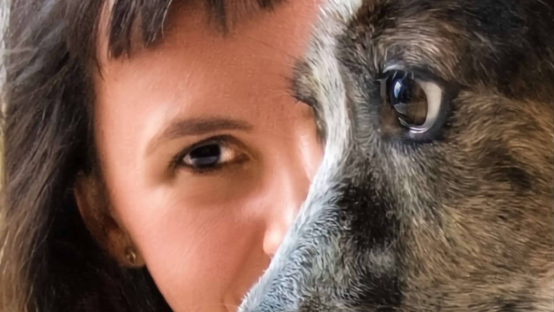 Anatomía canina: mirando a través de los ojos de un perro, ¿cómo funciona su vista?