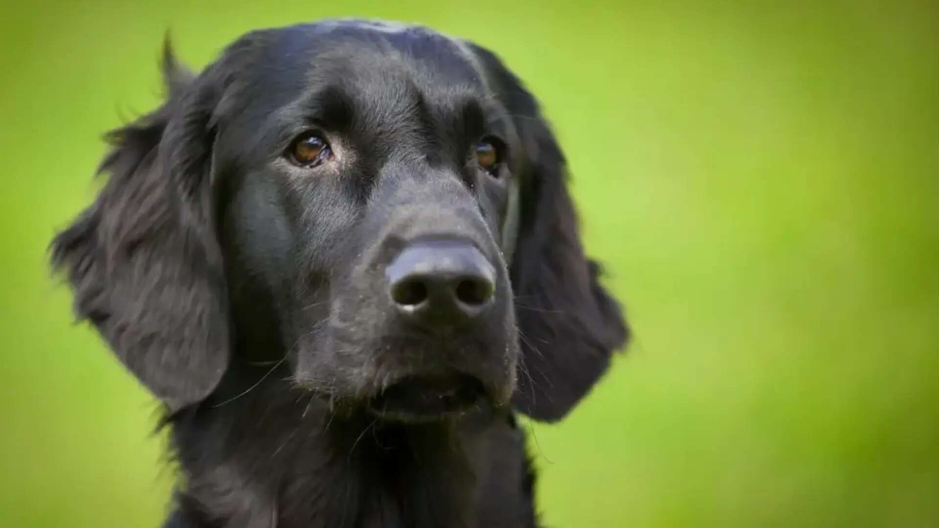 ¿Podemos utilizar antimosquitos e insecticidas teniendo perros y gatos?