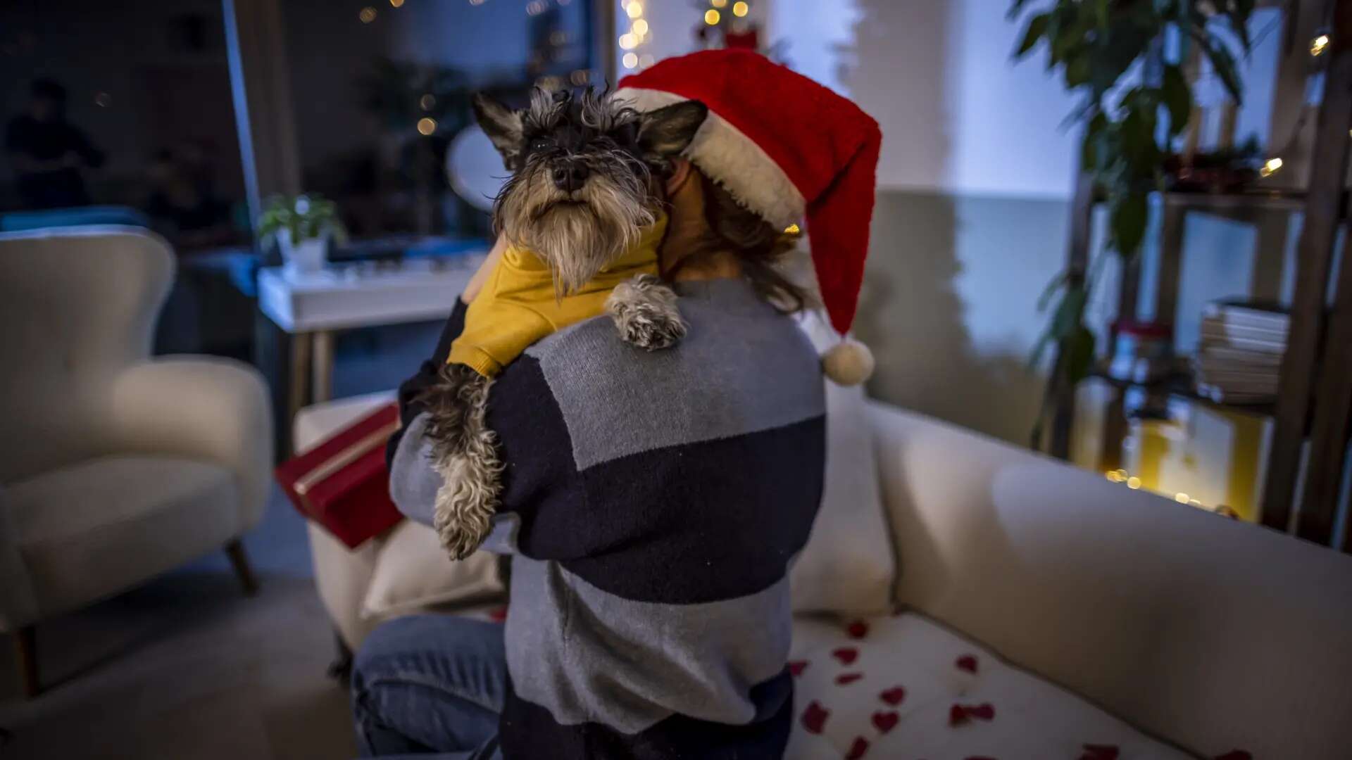 Cómo trabajar con nuestro perro para que no sufra con los petardos y ruidos fuertes