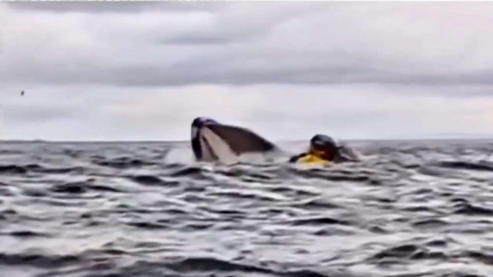 Salva la vida de milagro tras ser atacado por una ballena: 