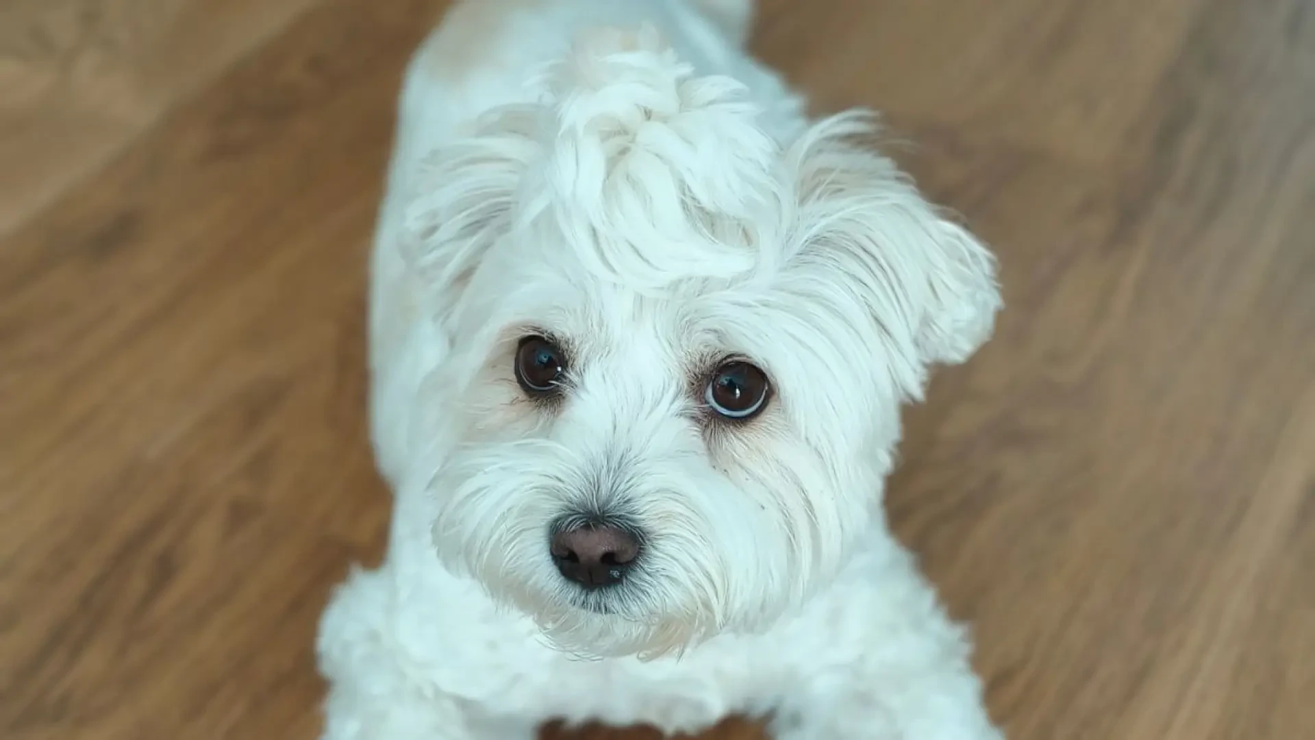 Un estudio confirma que los humanos tenemos dificultades para interpretar las emociones de los perros