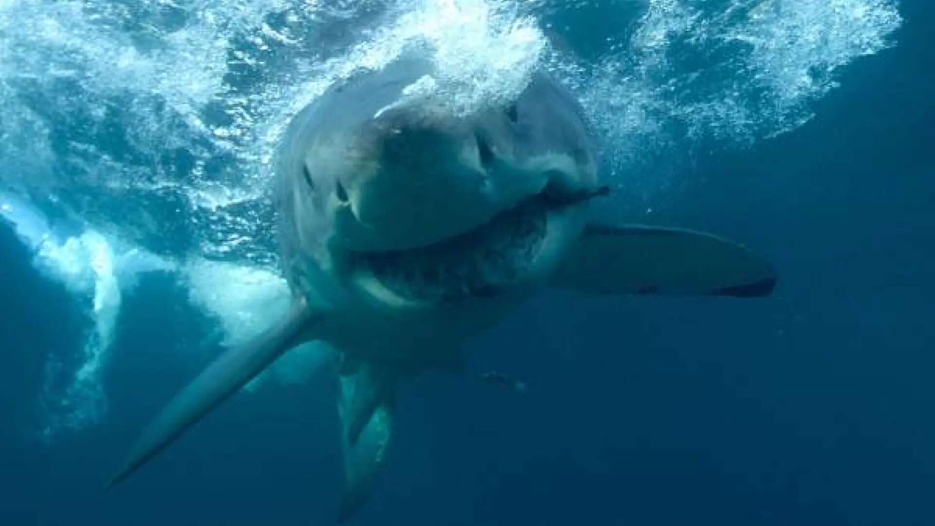 Una mujer pierde las manos tras ser atacada por el tiburón al que quería fotografiar