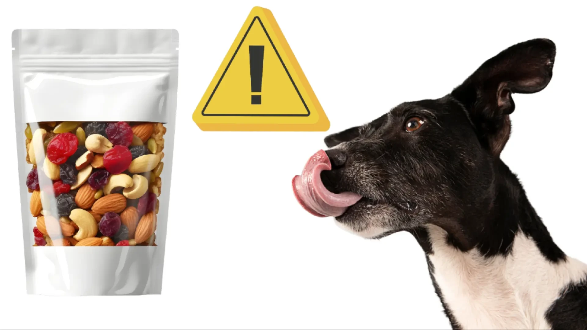 ¿Pueden comer frutos secos y mantequilla de cacahuete los perros? Todo lo que hay que saber al respecto
