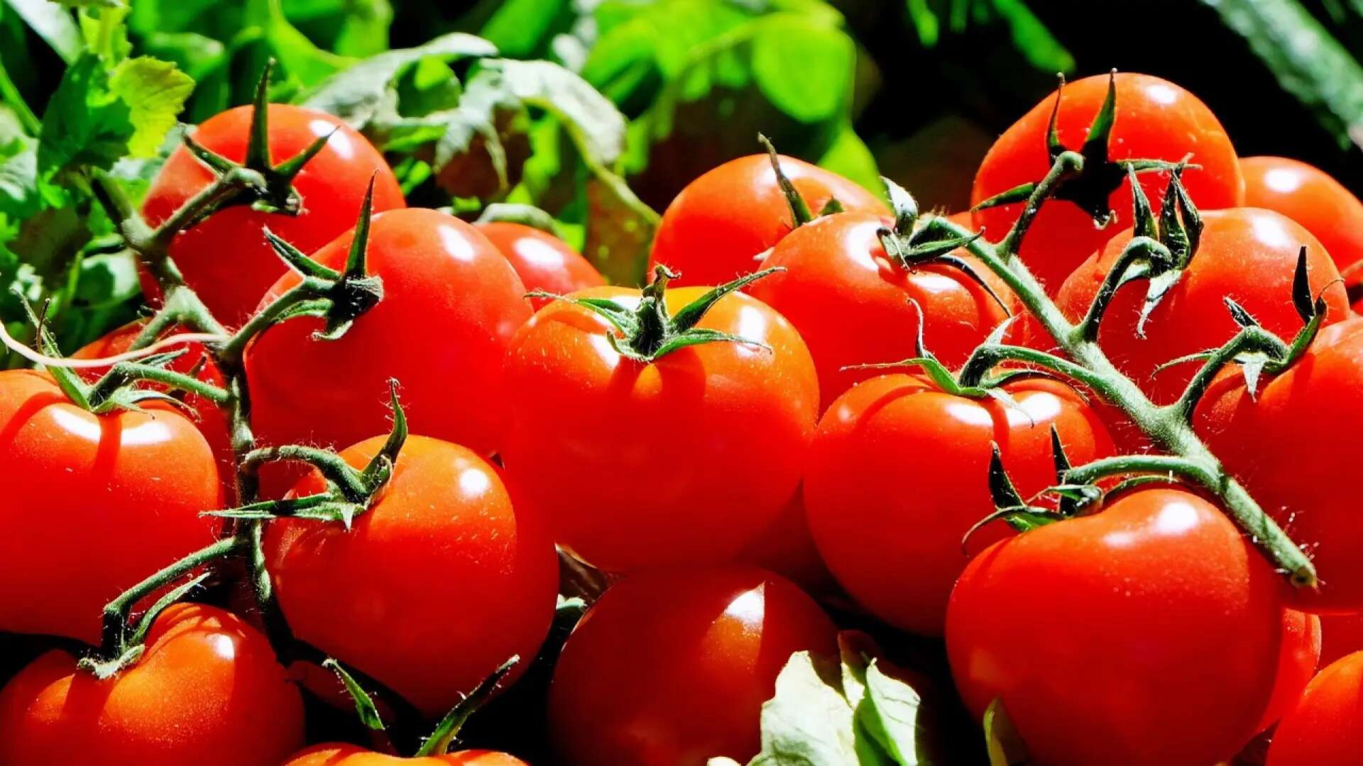 Un chef desvela su truco para conservar los tomates frescos hasta un mes: solo necesitas una pajita