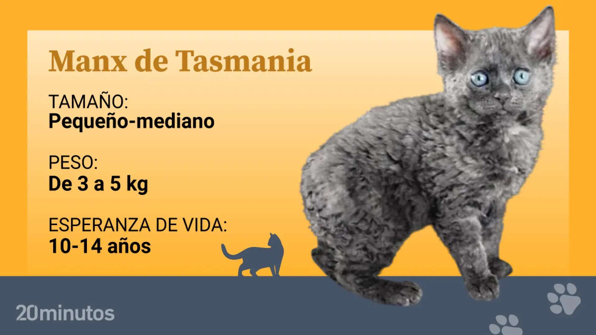 El manx de Tasmania, una raza felina de pelo encrespado surgida de una mutación de gatos sin rabo