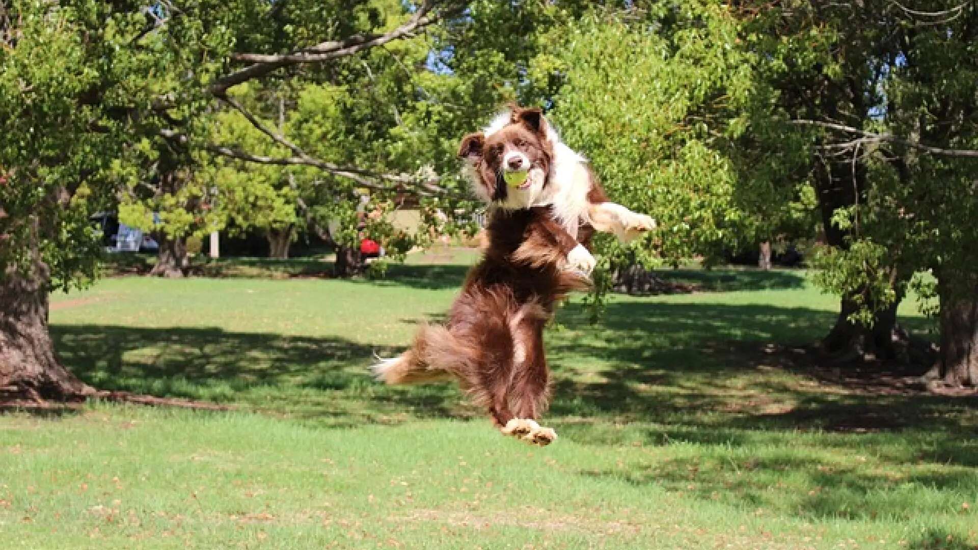 Mínimo 15 minutos de juego al día: los perros necesitan estimulación y socializar con los de su misma especie