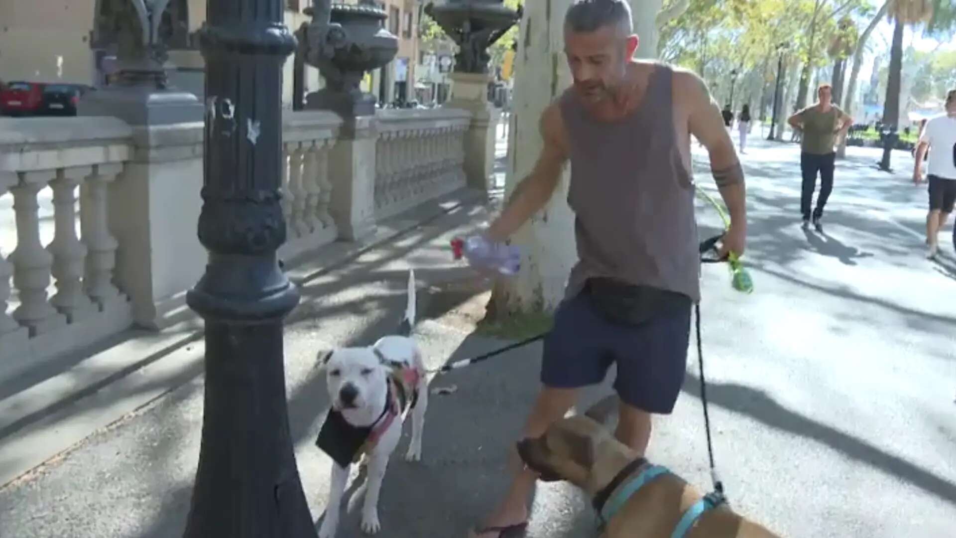 Multas de hasta 100.000 euros por no limpiar la orina de los perros cada vez en más ciudades