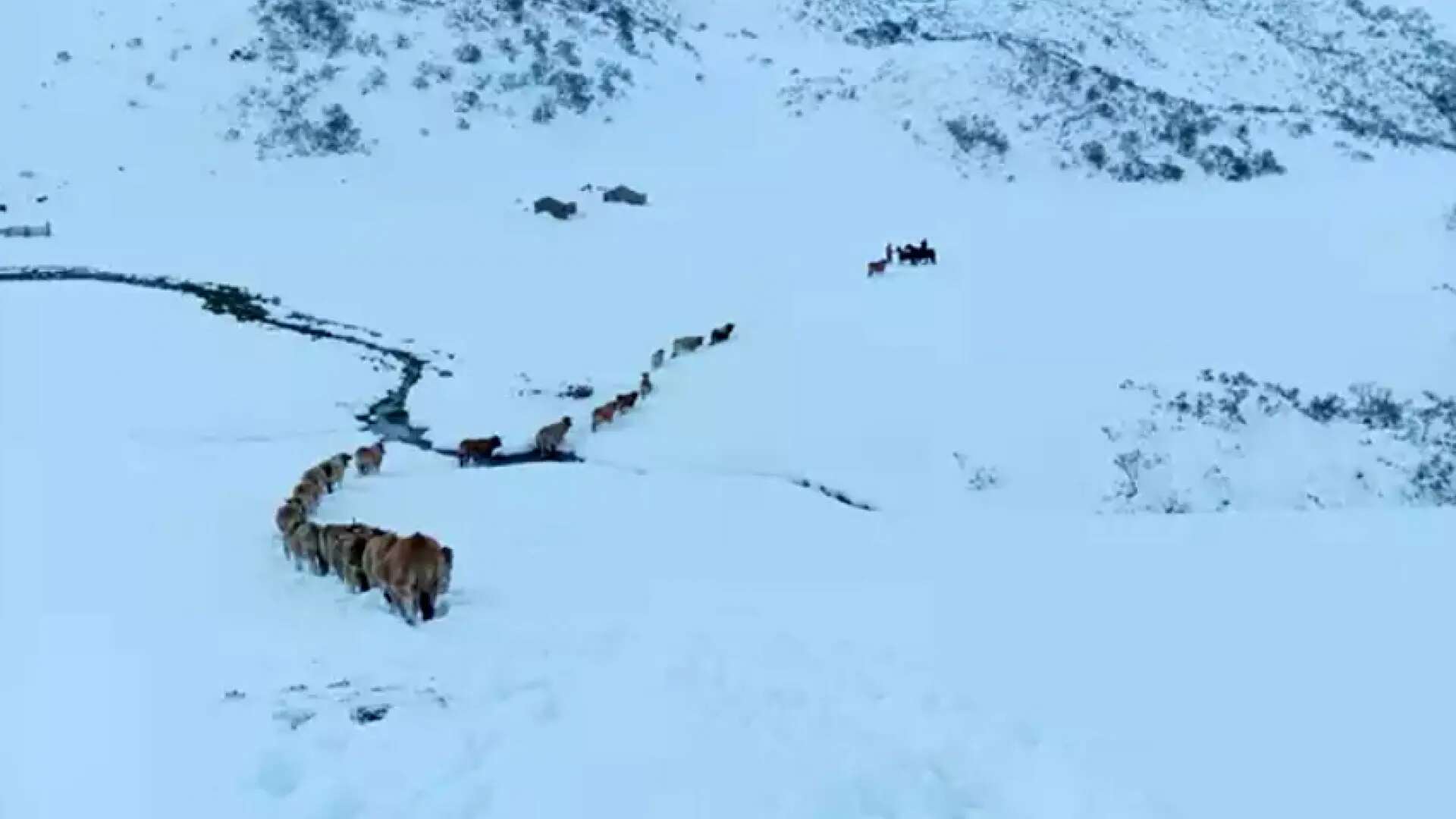 Perdidas en la nieve a 2.000 metros de altitud: rescatadas 20 vacas que llevaban una semana extraviadas en Somiedo