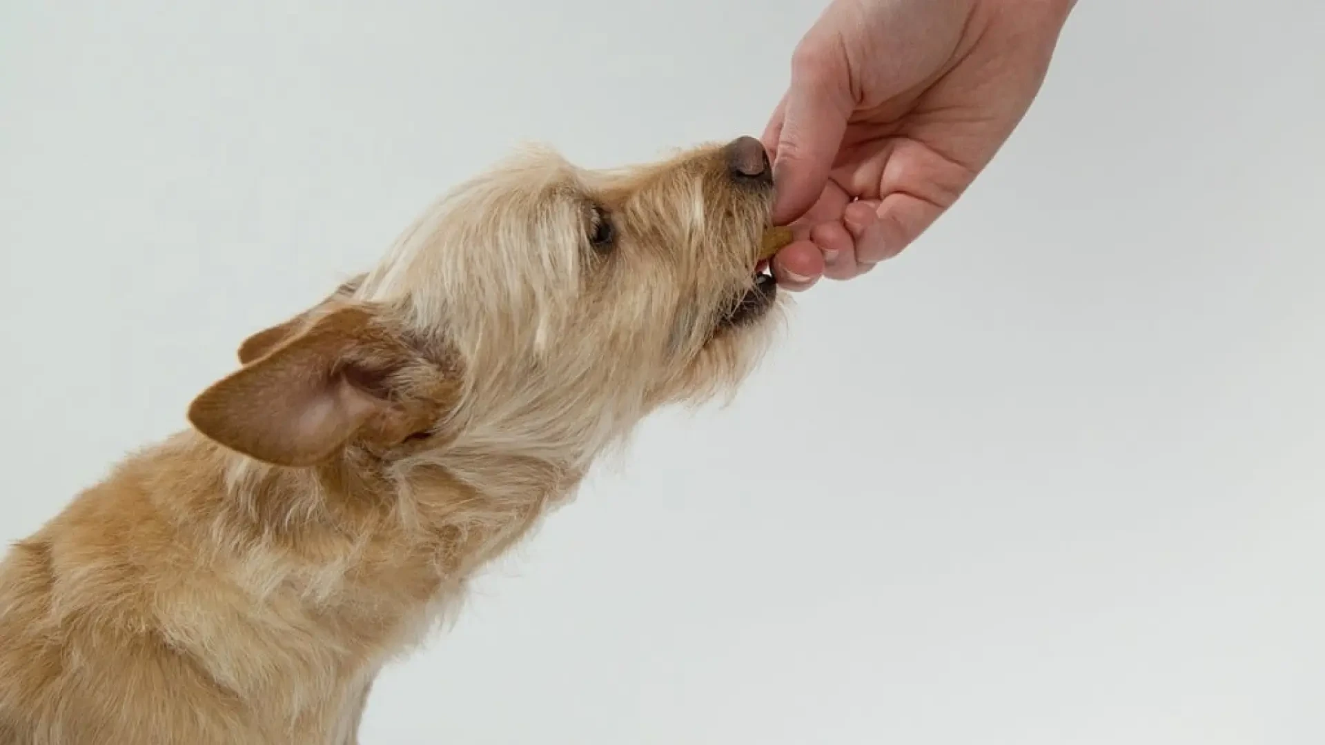 Cómo enseñar a un perro a ser cuidadoso al coger comida (y conservar los dedos intactos)