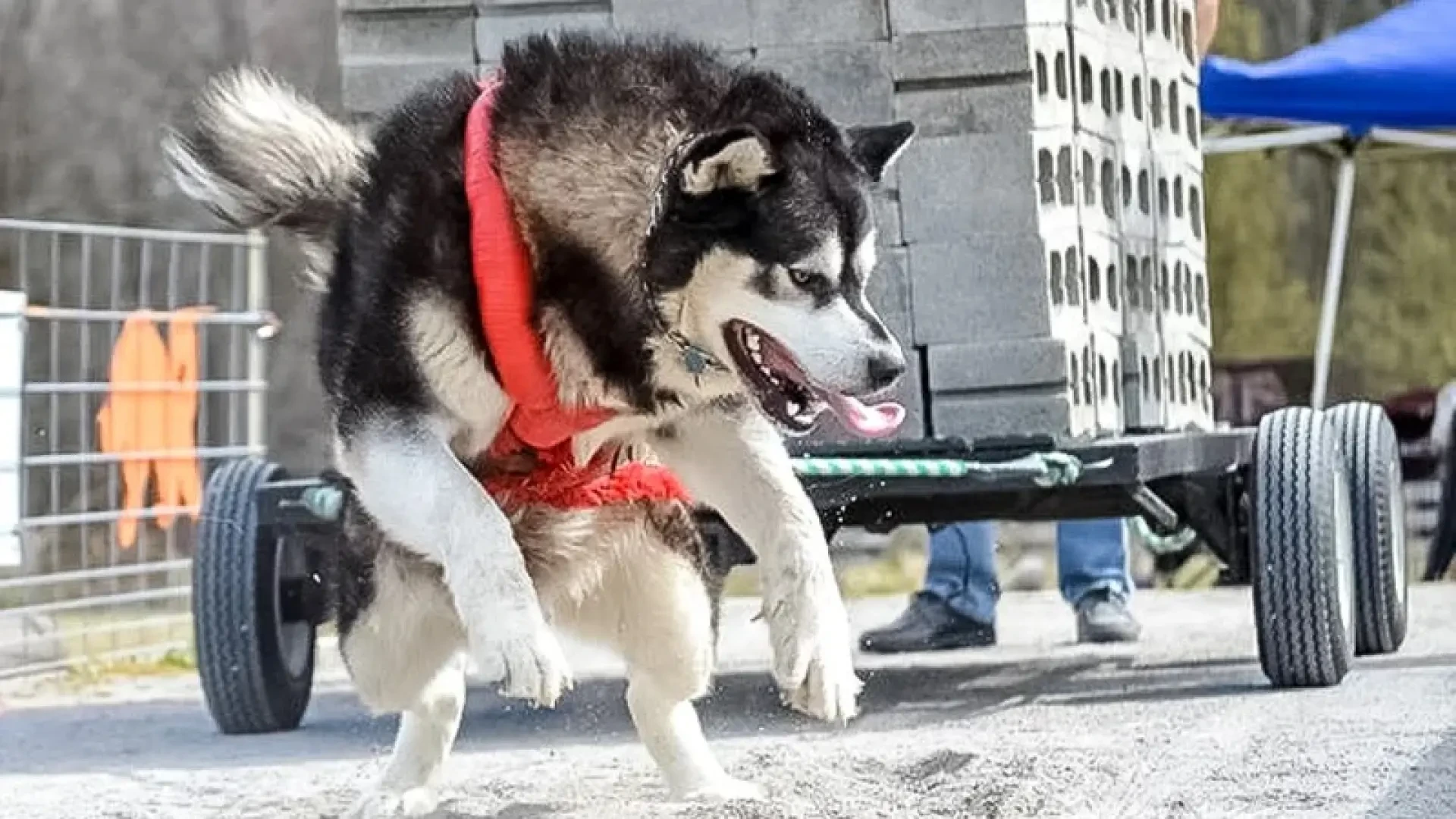 Boerboel, malamute... cinco razas de perro que encajan con 'forzudos' de gimnasio