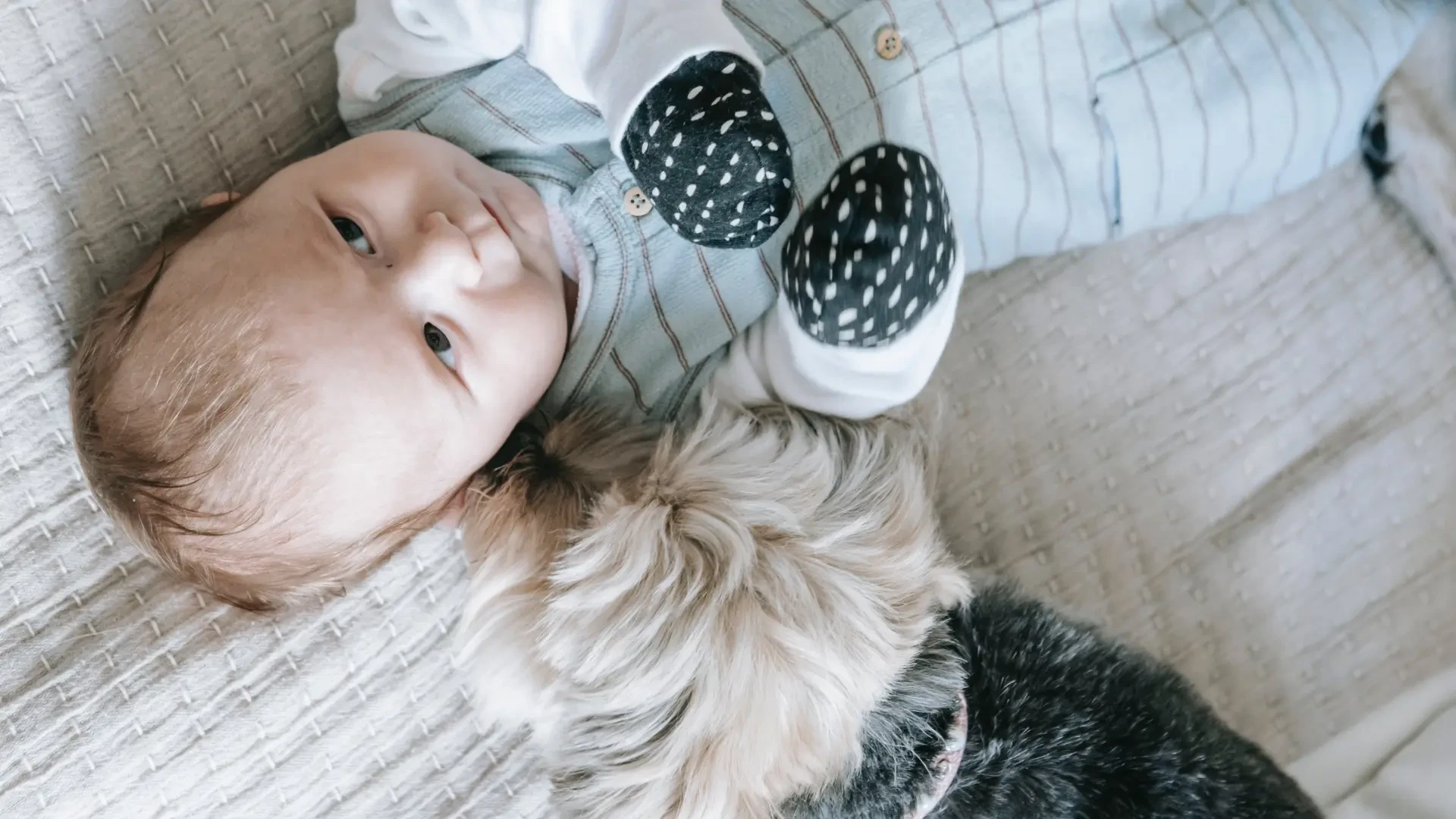 ¿Es peligroso que mi perro lama a mi bebé? Significado y precauciones que tomar ante este comportamiento