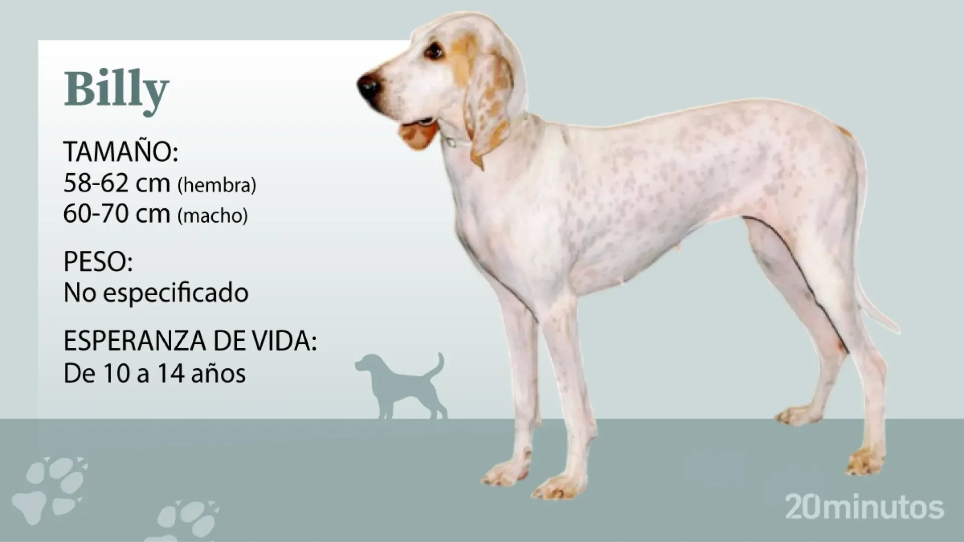 El billy, un sabueso de talla grande, orígenes nobles y alma de atleta