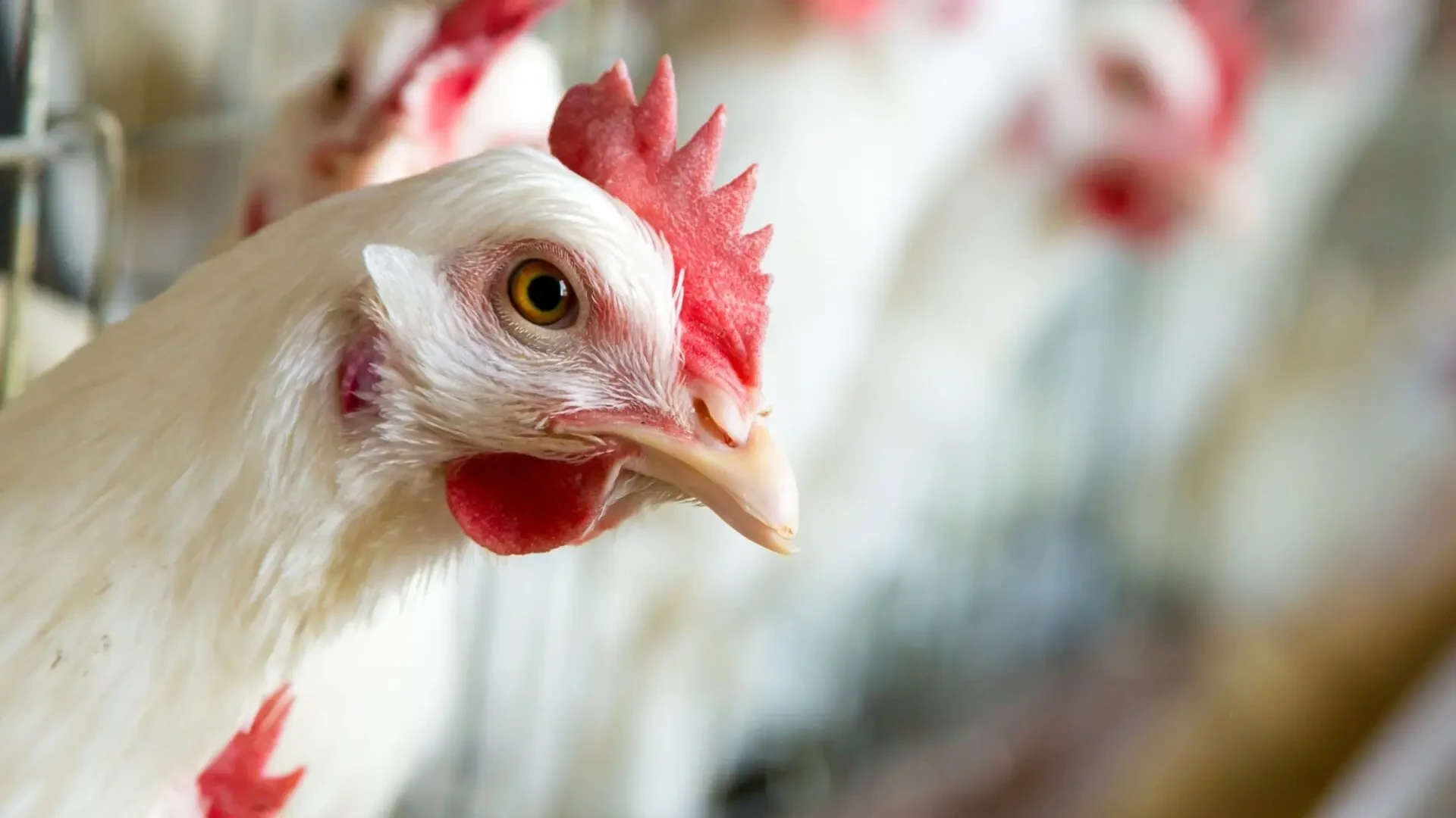 Absuelven a tres jóvenes acusados de maltrato animal con explotación sexual a una gallina