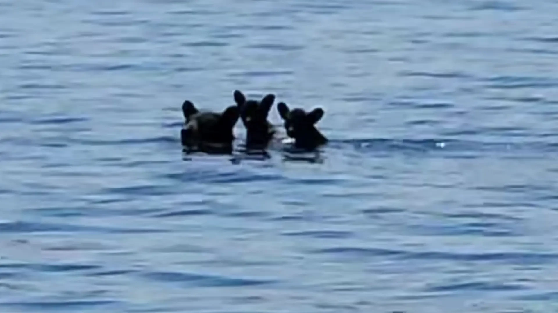 Una osa parece una barca al trasladar a sus dos oseznos en la espalda por un embalse