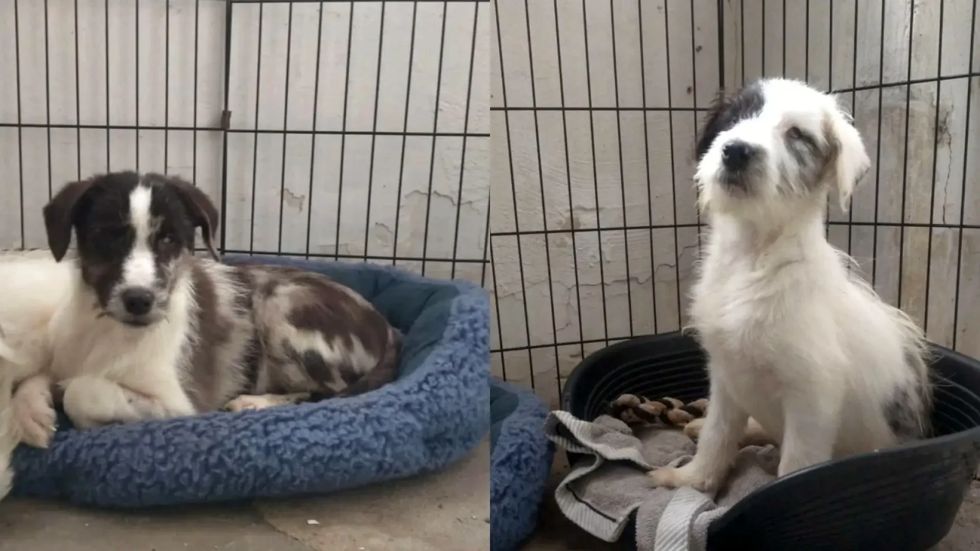 La asociación Adala de Zaragoza busca hogar para Karma y Dharma, dos mestizos ciegos