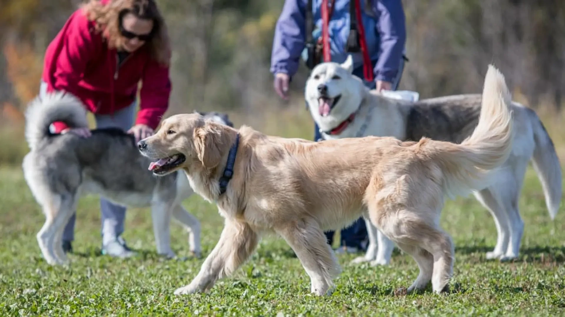 Una controvertida propuesta de ley australiana que exige pasar tres horas diarias con tu perro