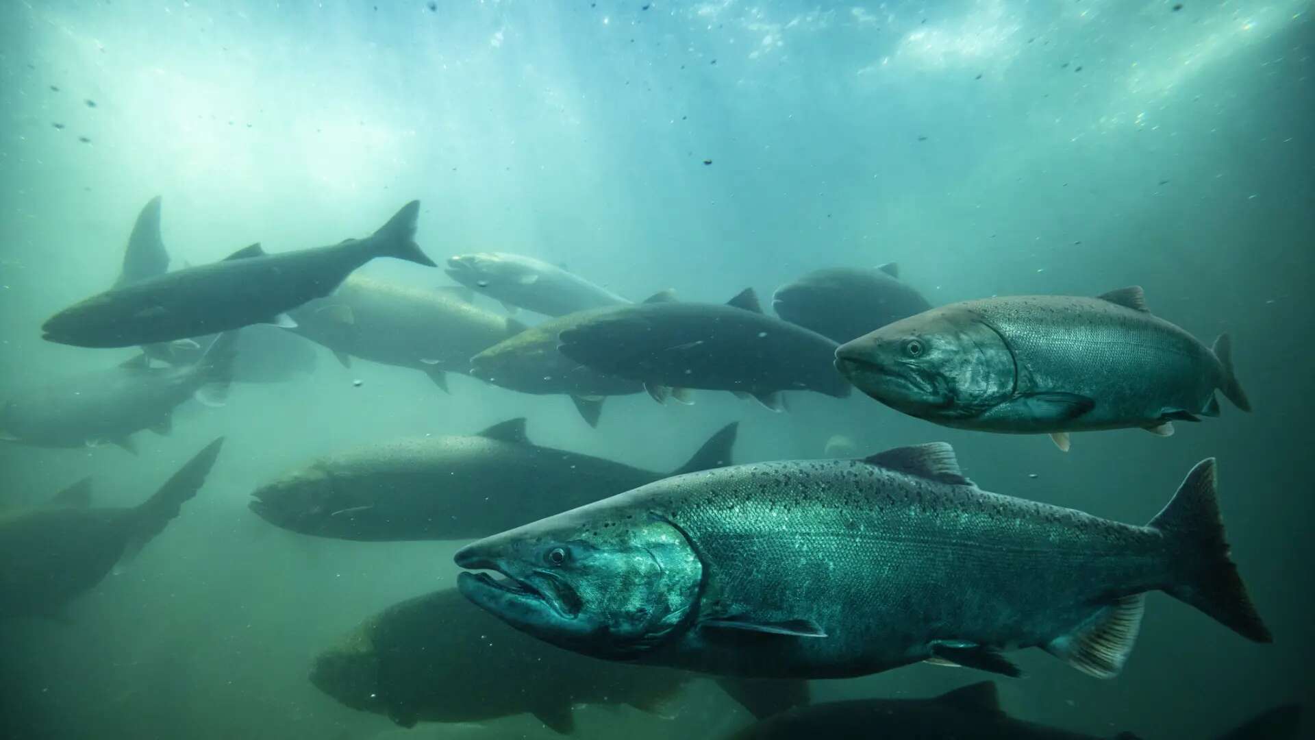 Pescado salvaje o de acuicultura: esta es la opción más saludable según los expertos