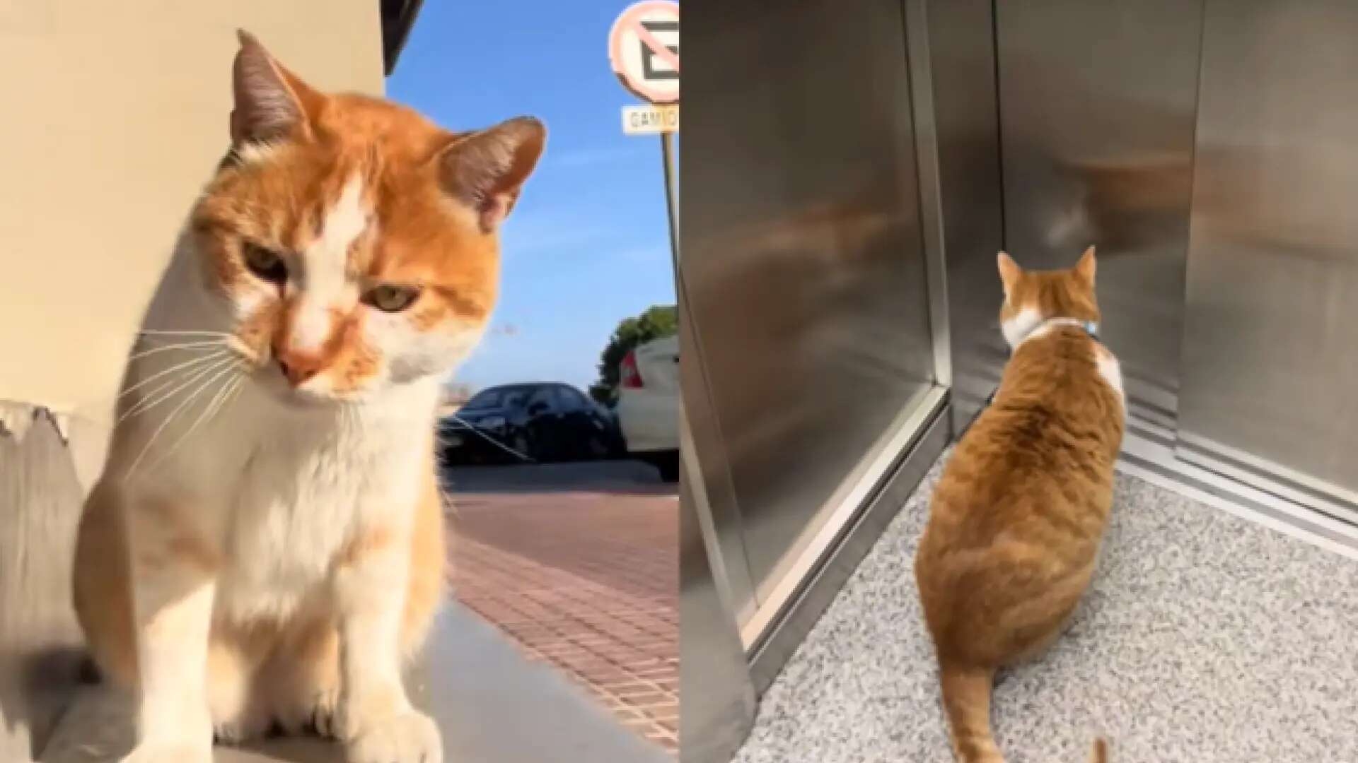 Así es Ezequiel, el rey del bloque de pisos: una vecina rescató al gato de la calle y ahora todos cuidan de él