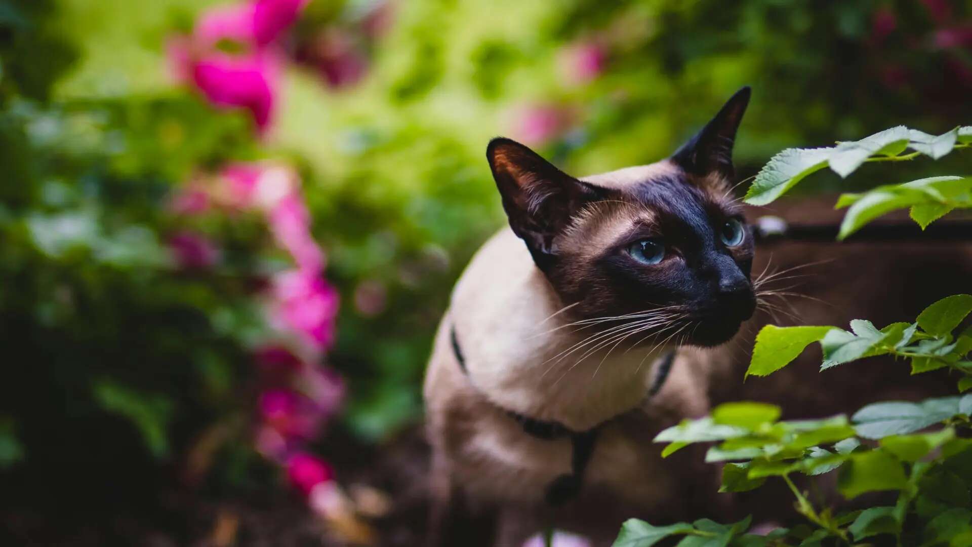 Diez olores que los gatos más odian y por qué