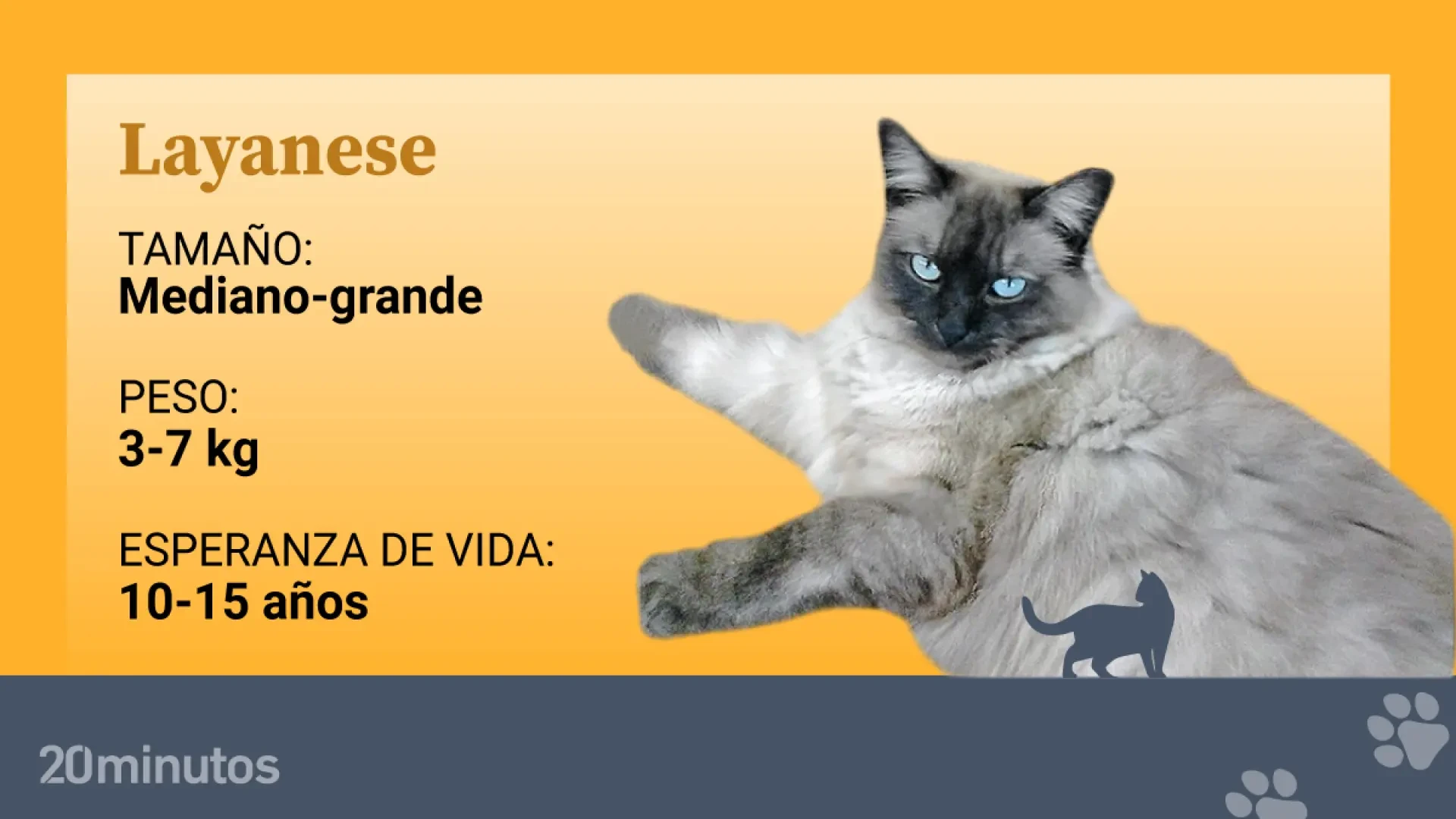 Así es el exclusivo layanese: las razas 'de diseño' también han llegado al mundo felino