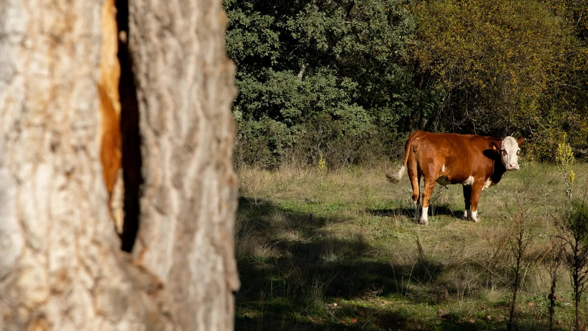 El hombre denunciado tras atar a una vaca y subirse a un banco para intentar violarla será juzgado por un delito leve de maltrato