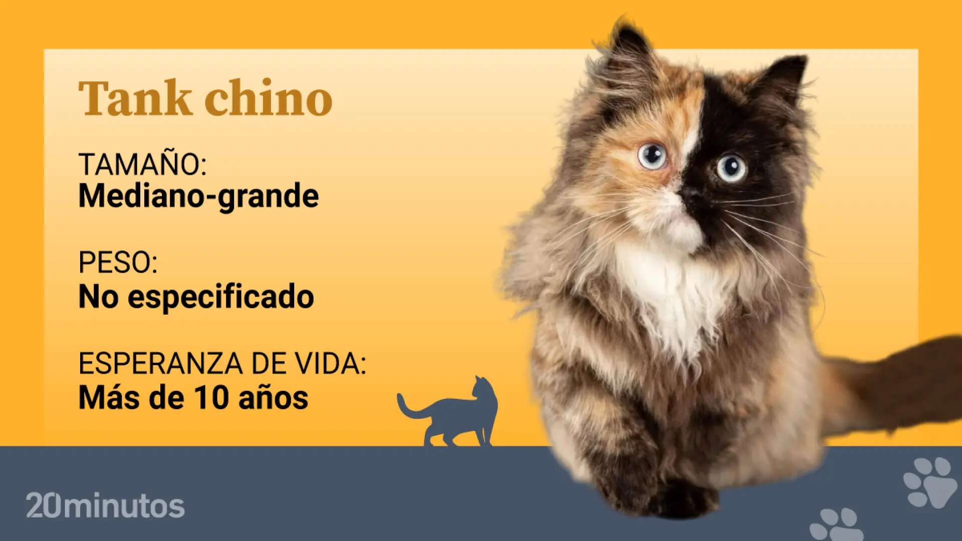 El ‘tanque chino’, una nueva raza felina en fase experimental con el peligroso enanismo