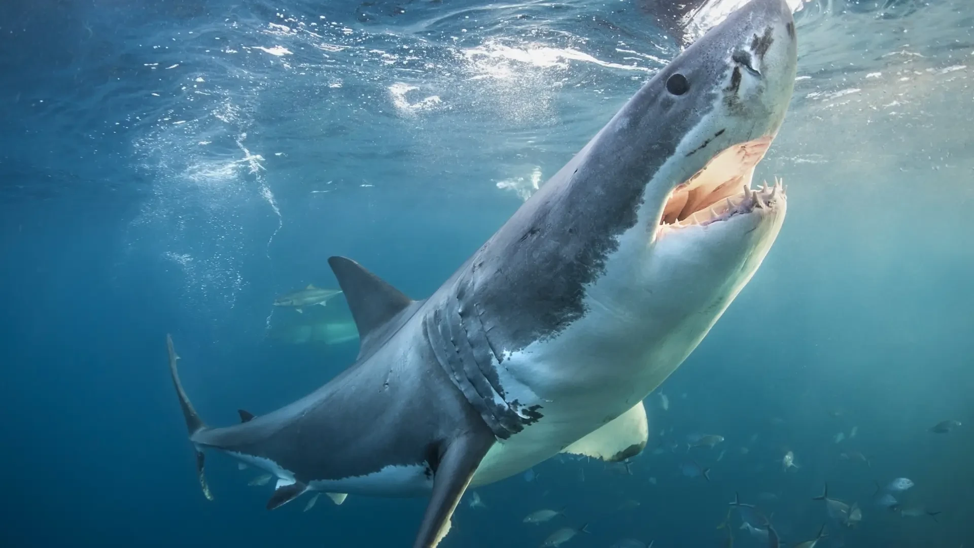 ¿Los tiburones confunden surfistas con tortugas? ¿Y huelen la sangre a lo lejos? Mitos del animal más temido