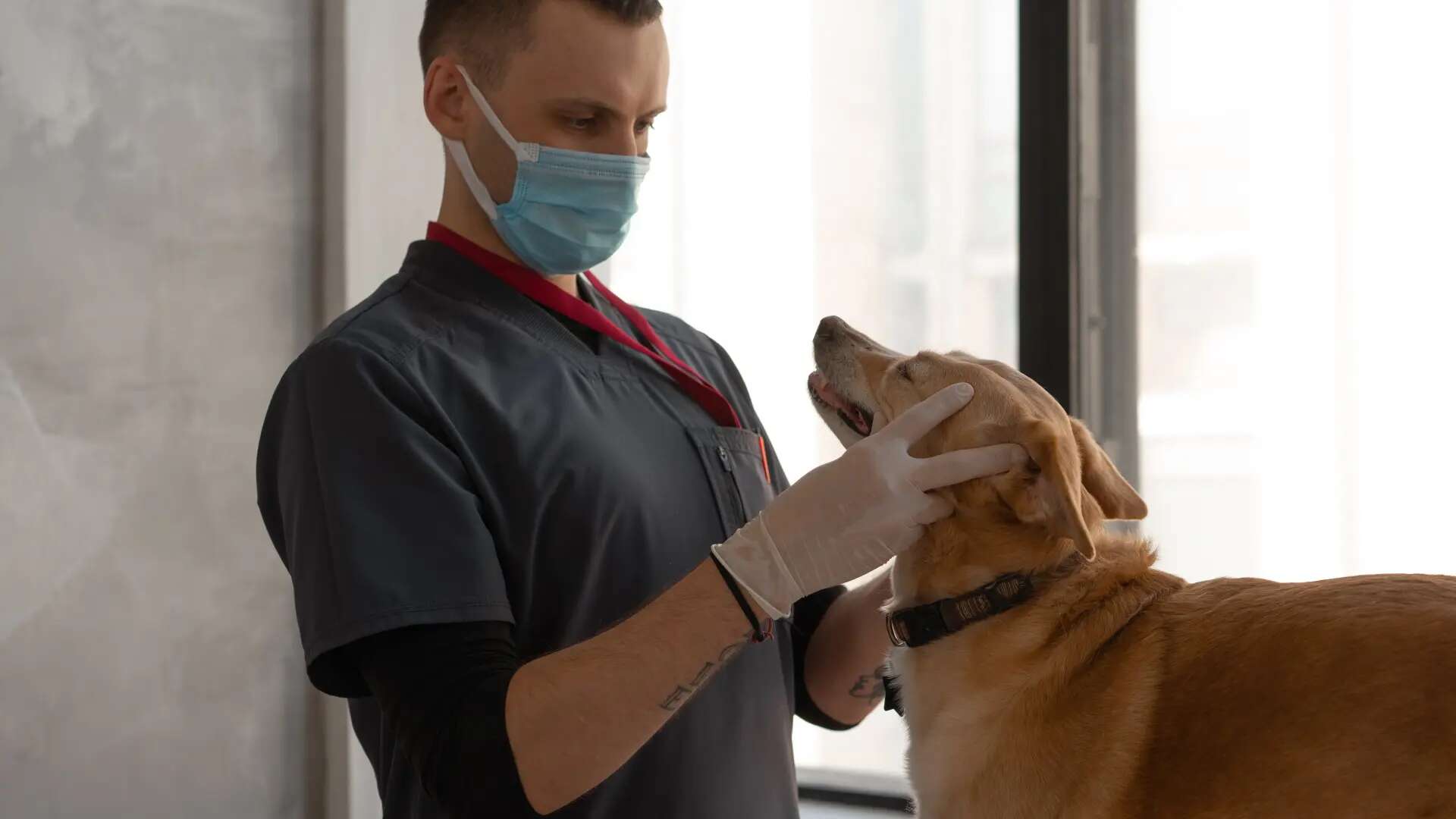 El aviso de los veterinarios sobre los perros de esta raza: tienen alto riesgo de una dolorosa enfermedad