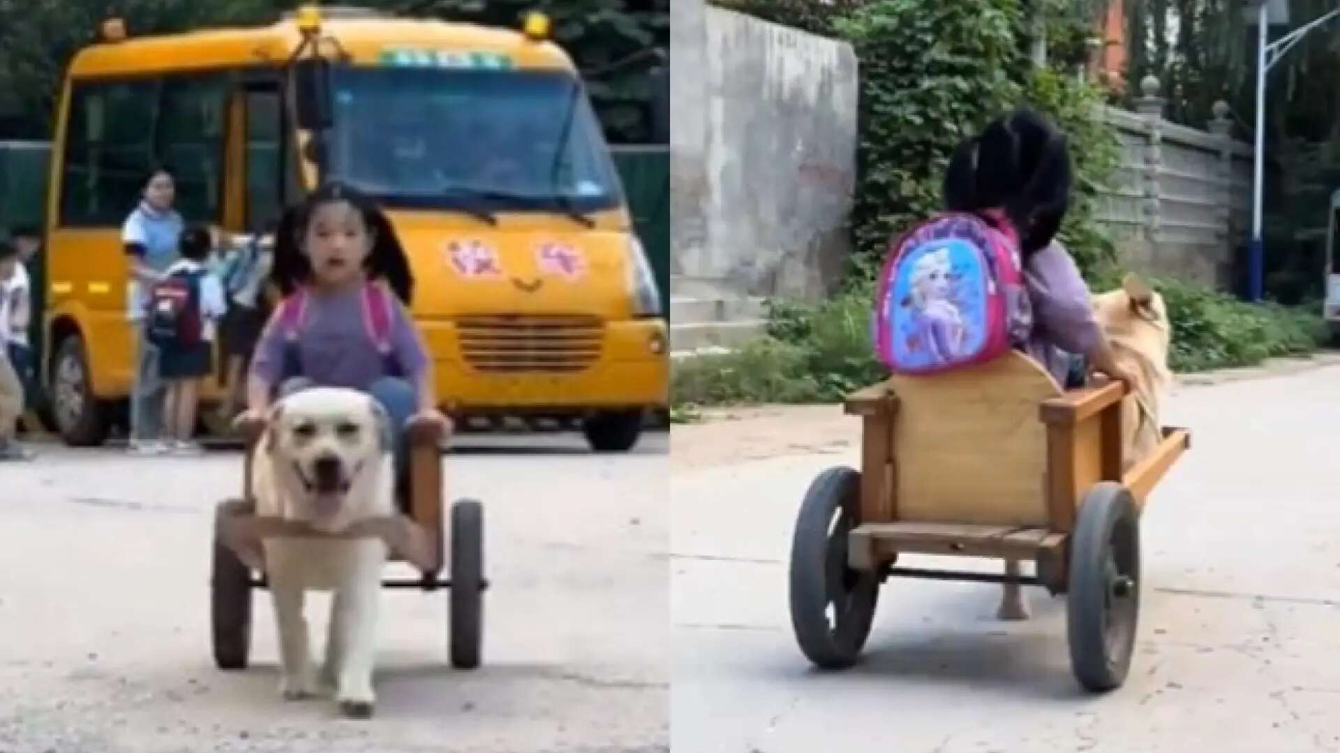 Un perro recoge a su dueña en un remolque a la salida del colegio y genera debate