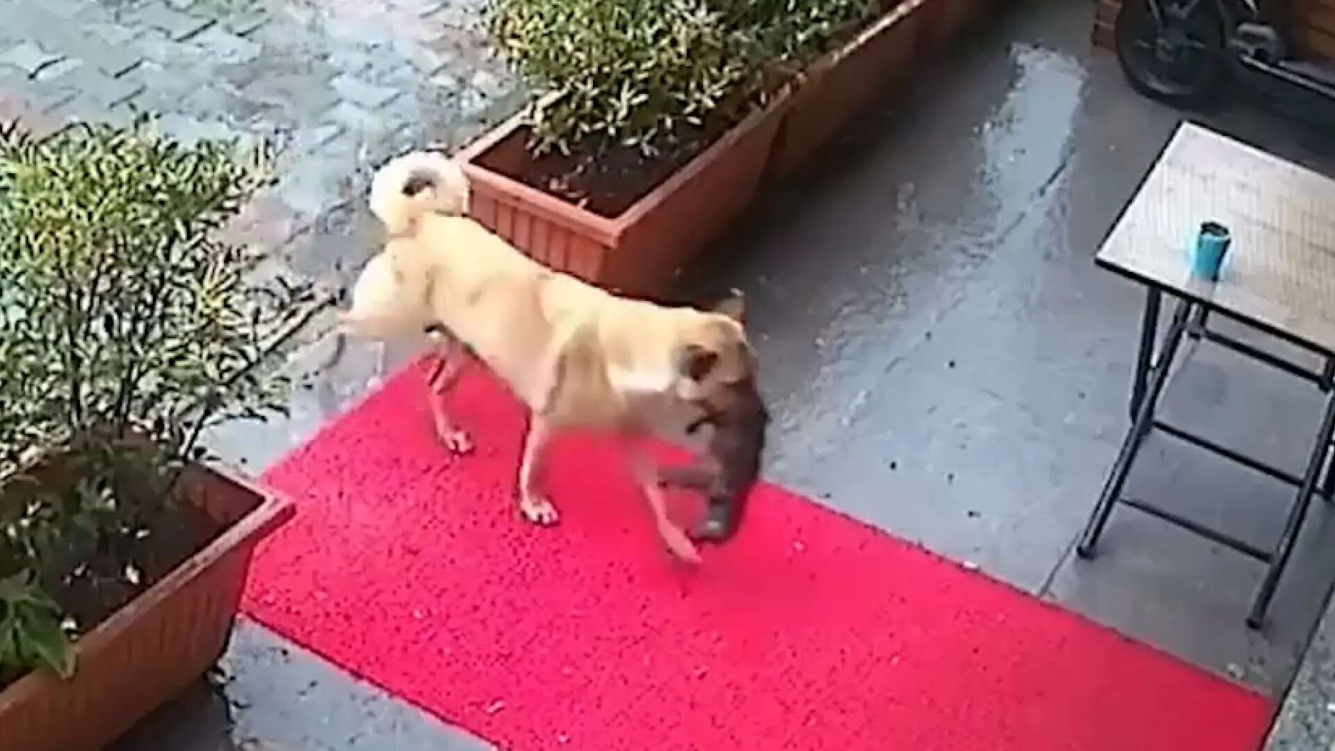 El emotivo vídeo de una perra callejera que lleva su cachorro al veterinario para salvarle la vida