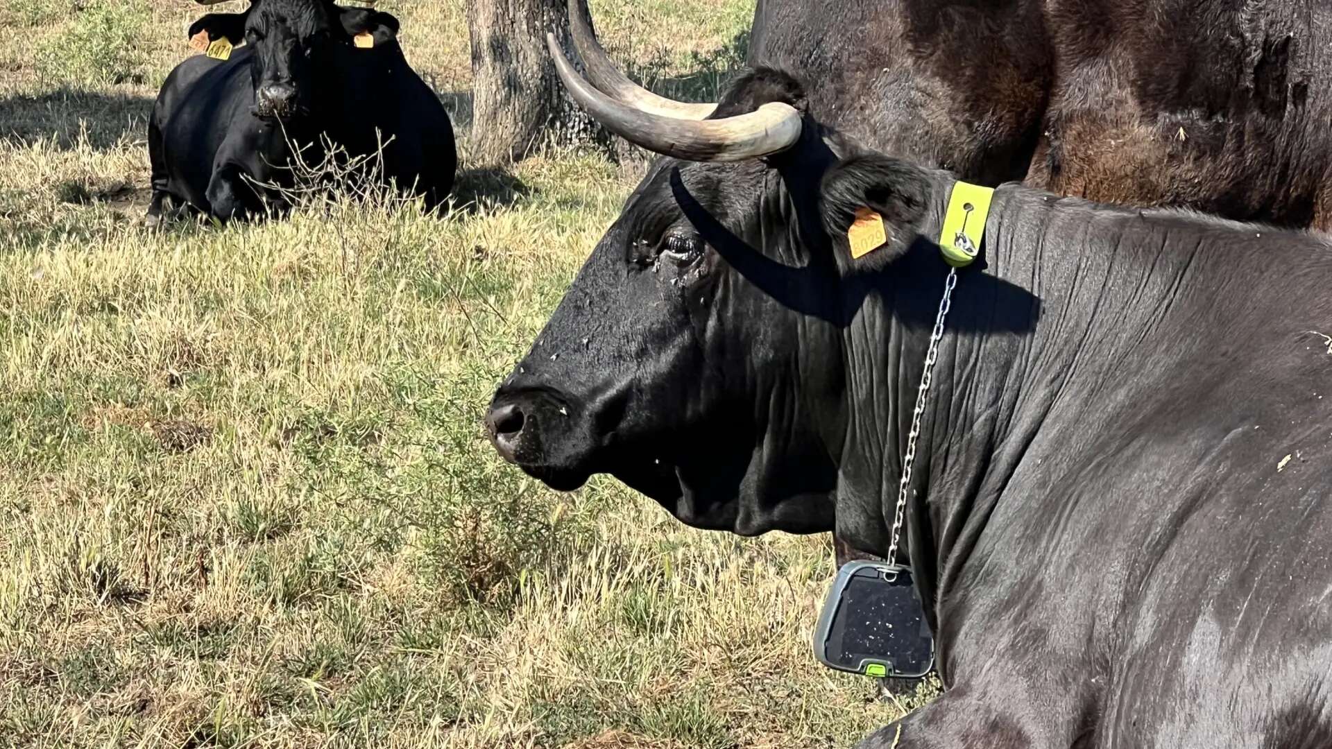 Madrid prueba en Buitrago el pastoreo del siglo XXI: collares GPS e imágenes por satélite