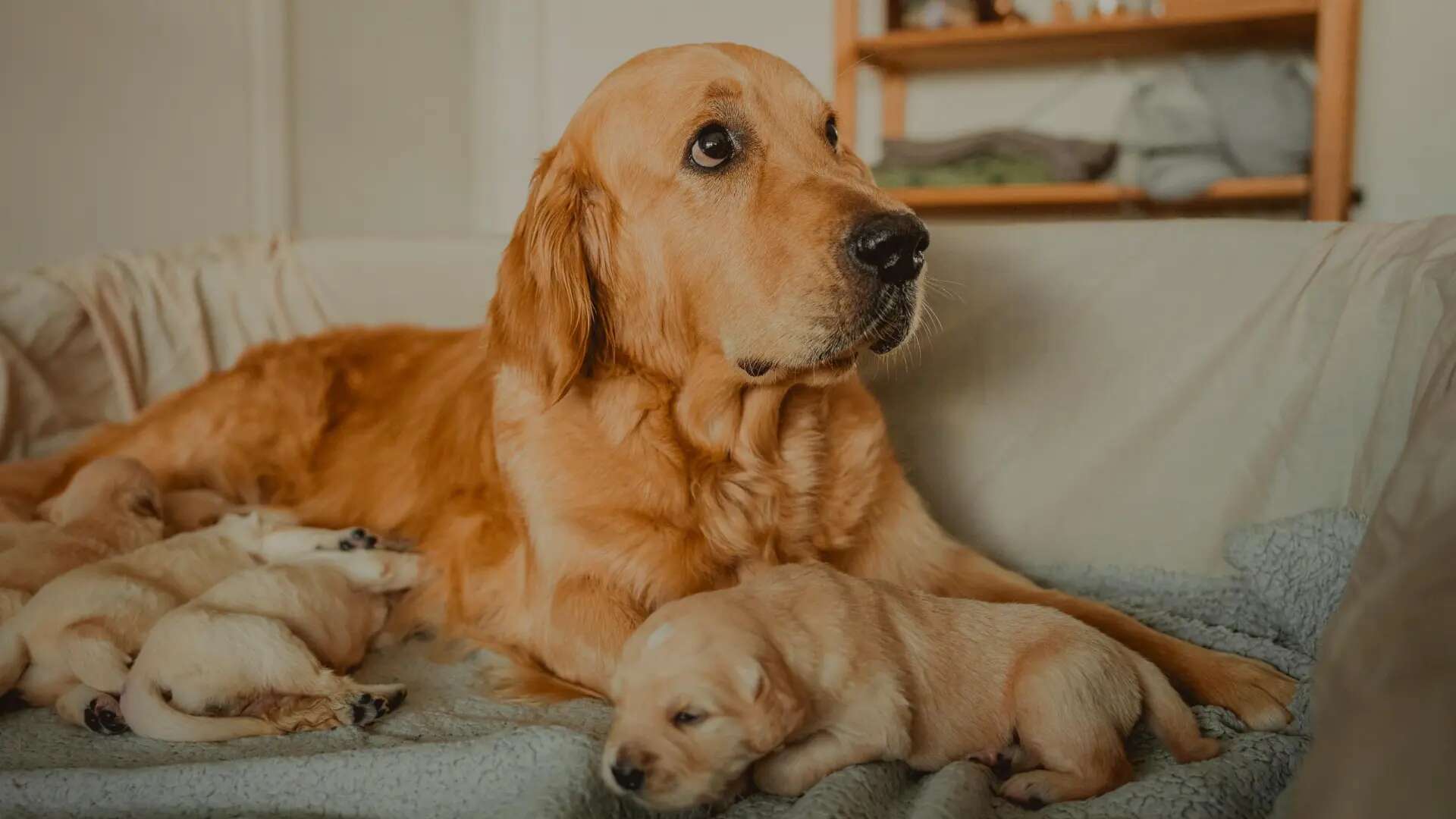 La Real Sociedad Canina pide al Gobierno que todo aquel que críe tenga que hacer pruebas de salud y consanguinidad