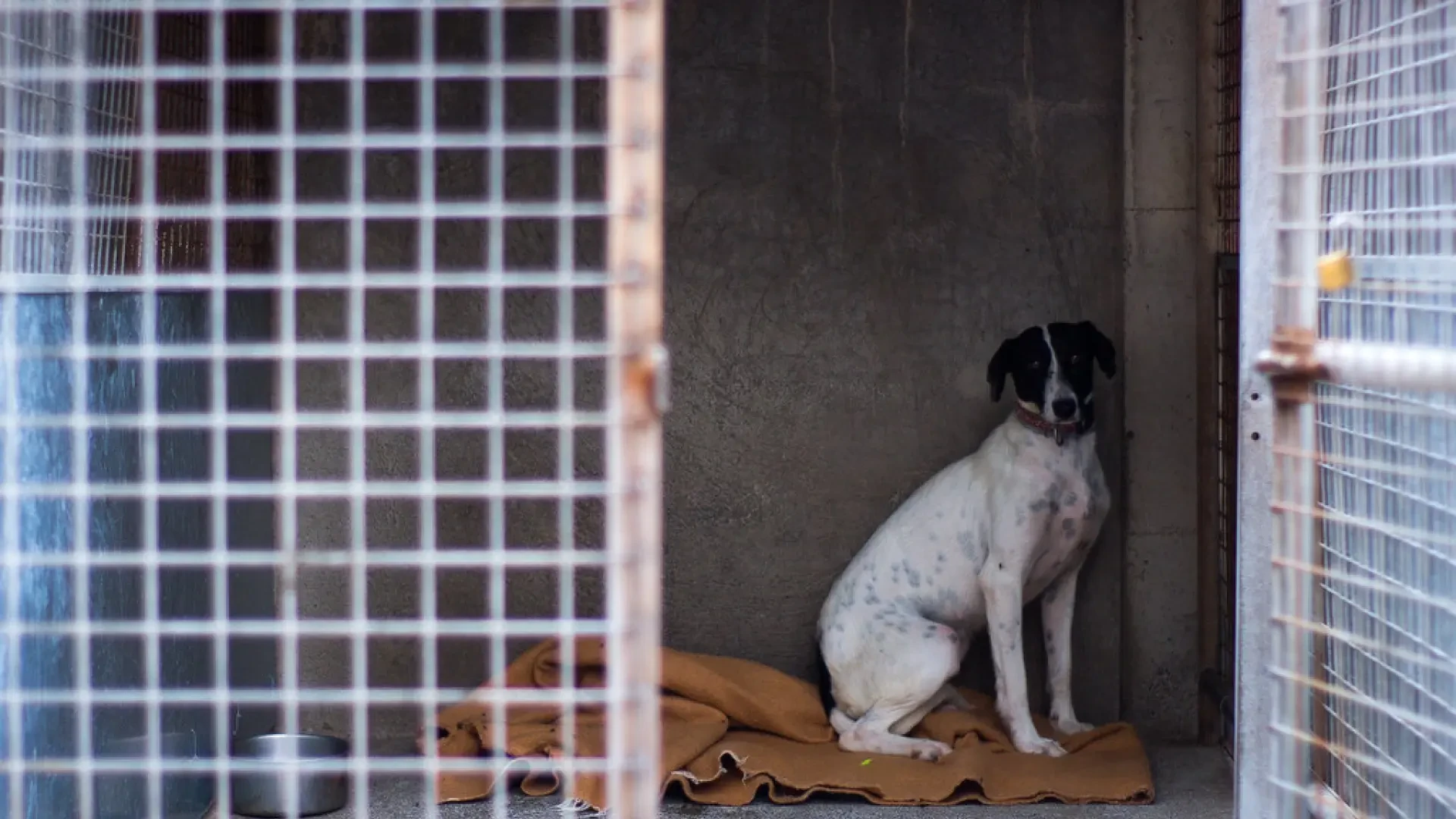 Razas, adopciones... Diez claves sobre el abandono animal en España según el primer informe oficial