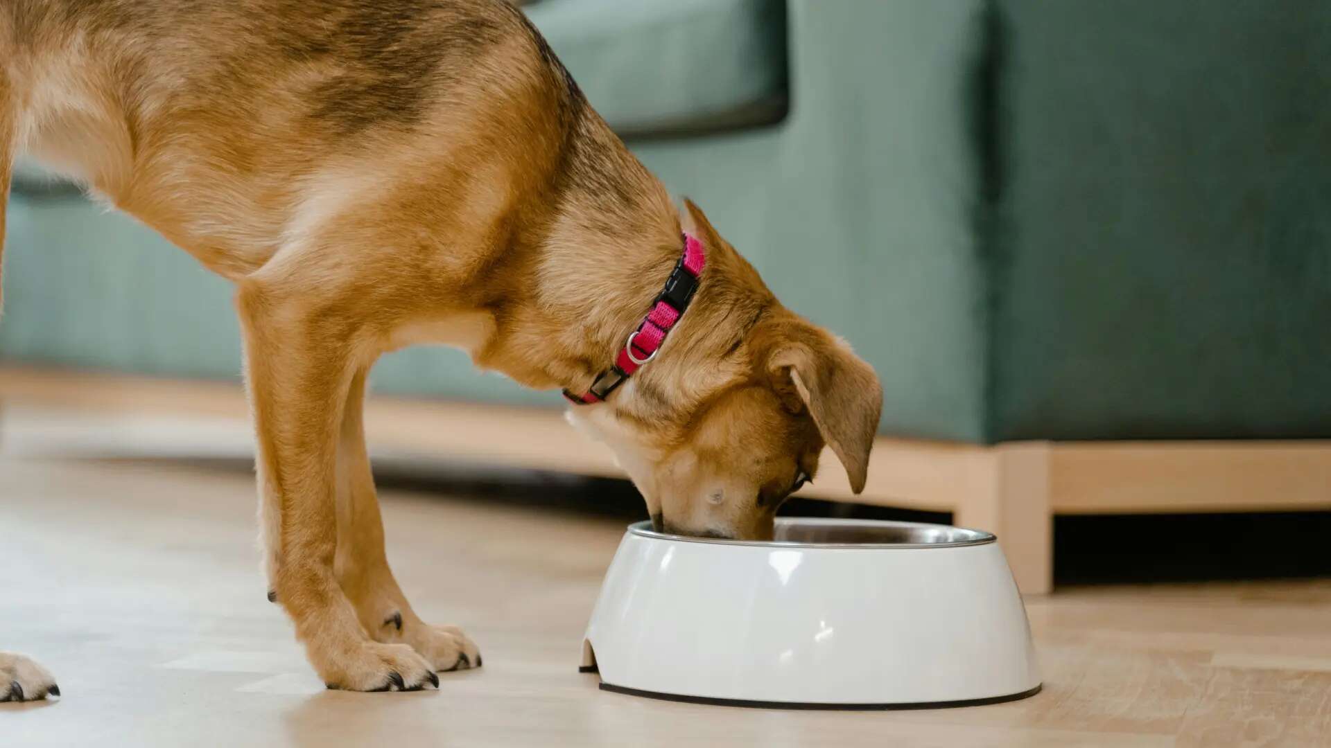 La dieta natural para perros, en auge: 