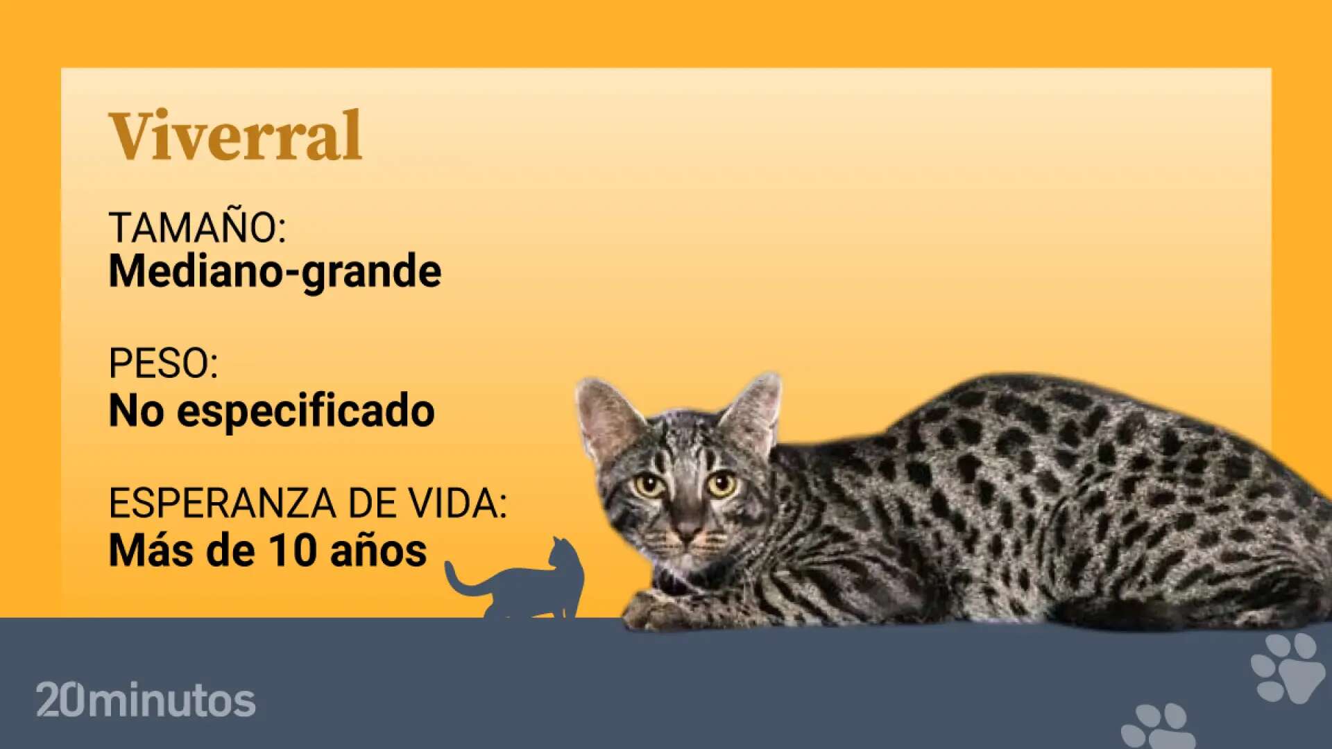 Así es la raza felina experimental del viverral, procedente de una hibridación con el gato pescador de Asia