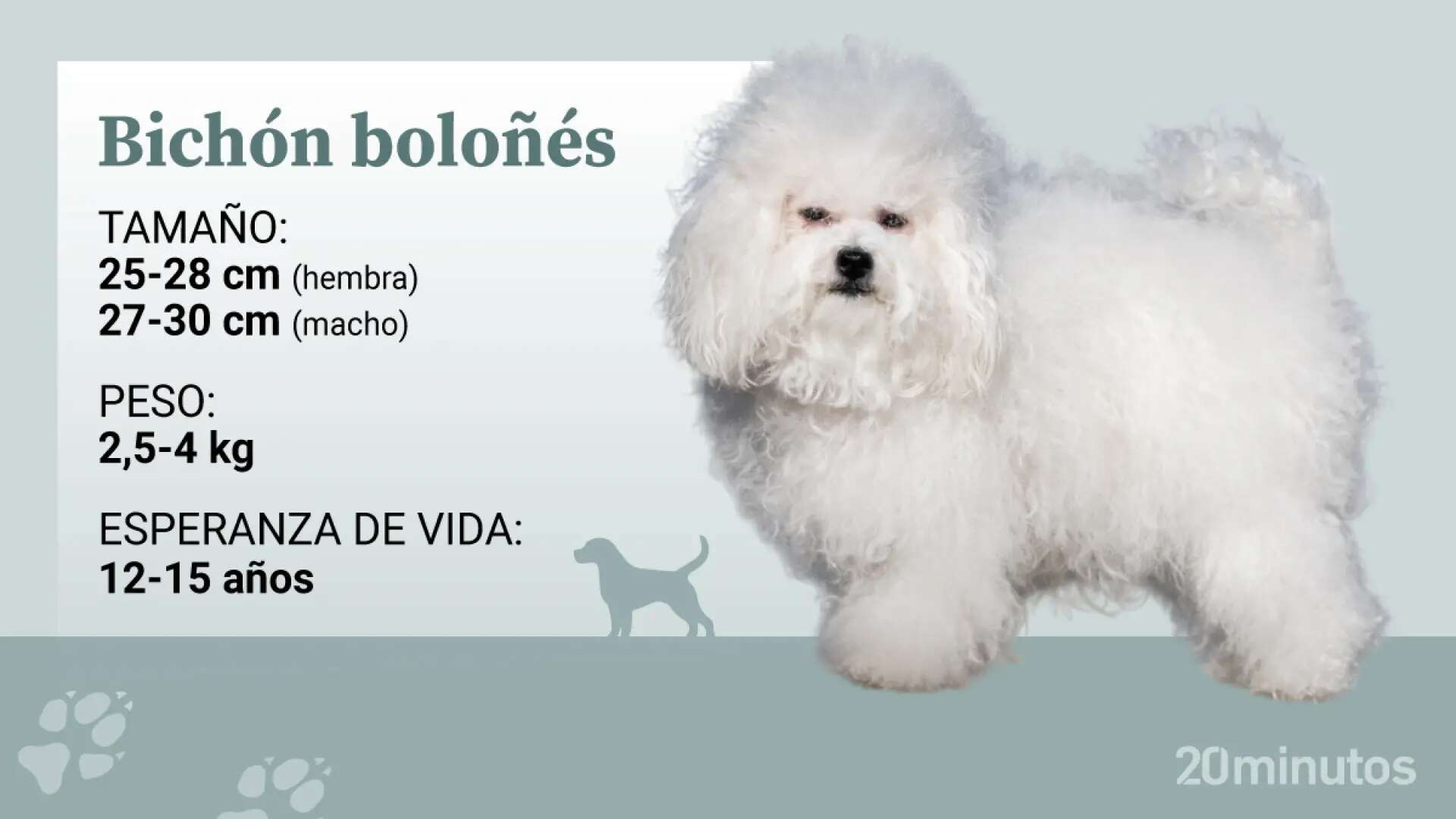 El perro de raza boloñés, el más tranquilo y adaptable de los cuatro bichones