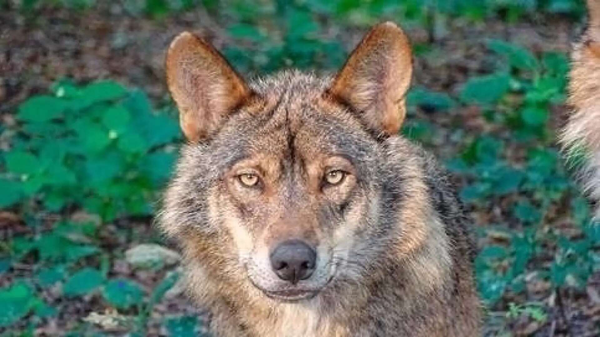 Encuentran dos lobos en el Alt Empordà: los han detectado con cámaras cerca de una ganadería que había sufrido ataques