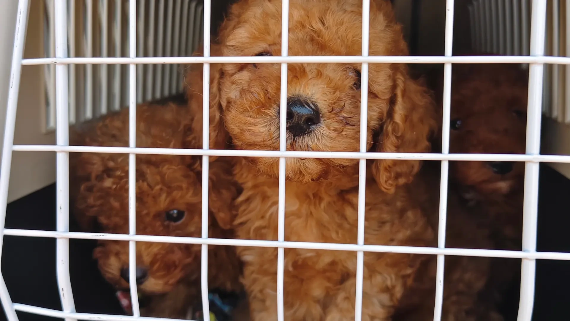 Denuncian a seis personas relacionadas con la introducción ilegal de perros en Catalunya después de localizar a 56 cachorros