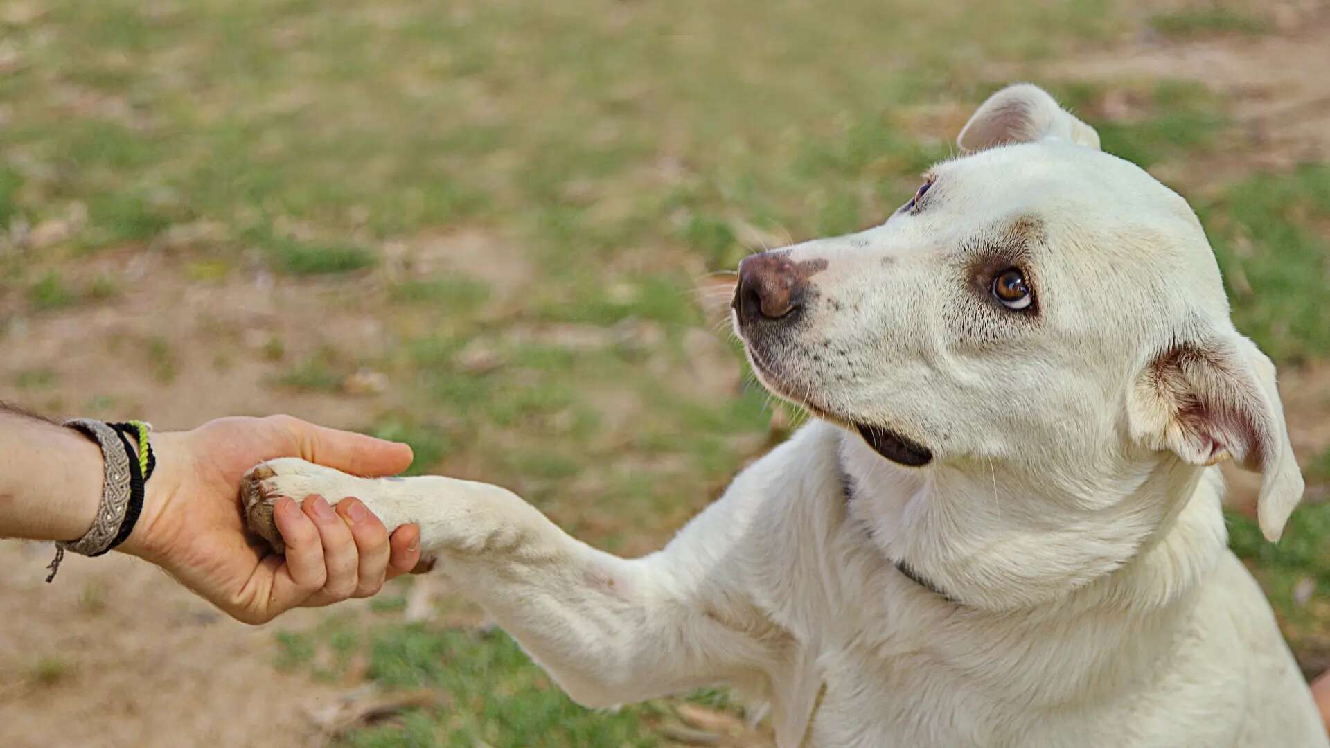 Cómo identificar a un educador canino que utiliza métodos perjudiciales para los perros