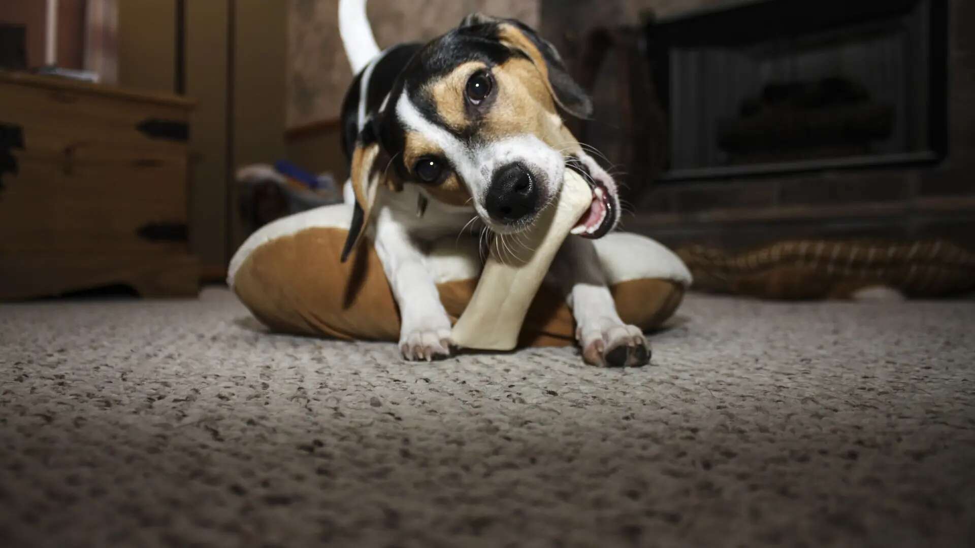 Peligros de ciertos masticables para perros: síntomas neurológicos y medidas preventivas