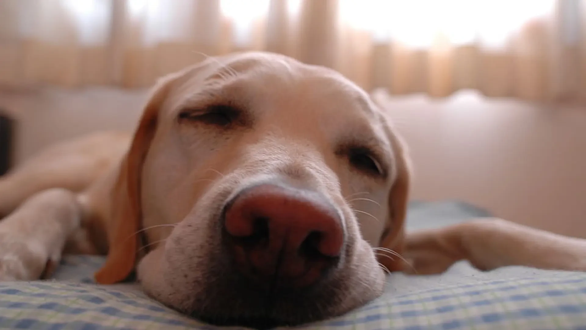 La importancia de tener una rutina con nuestro perro: 