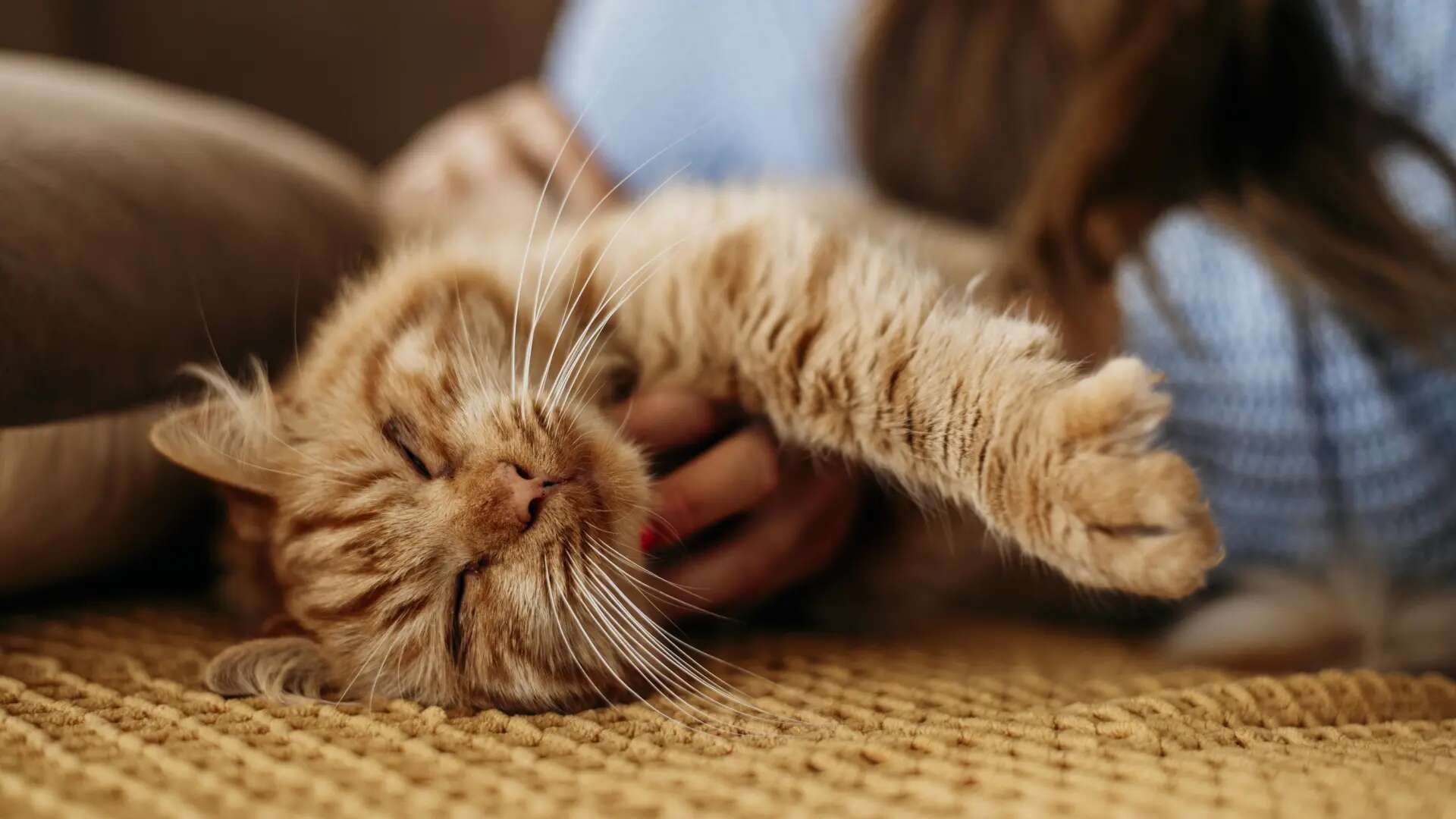 La prueba que debes hacer para saber si tu gato confía en ti, según un vídeo viral