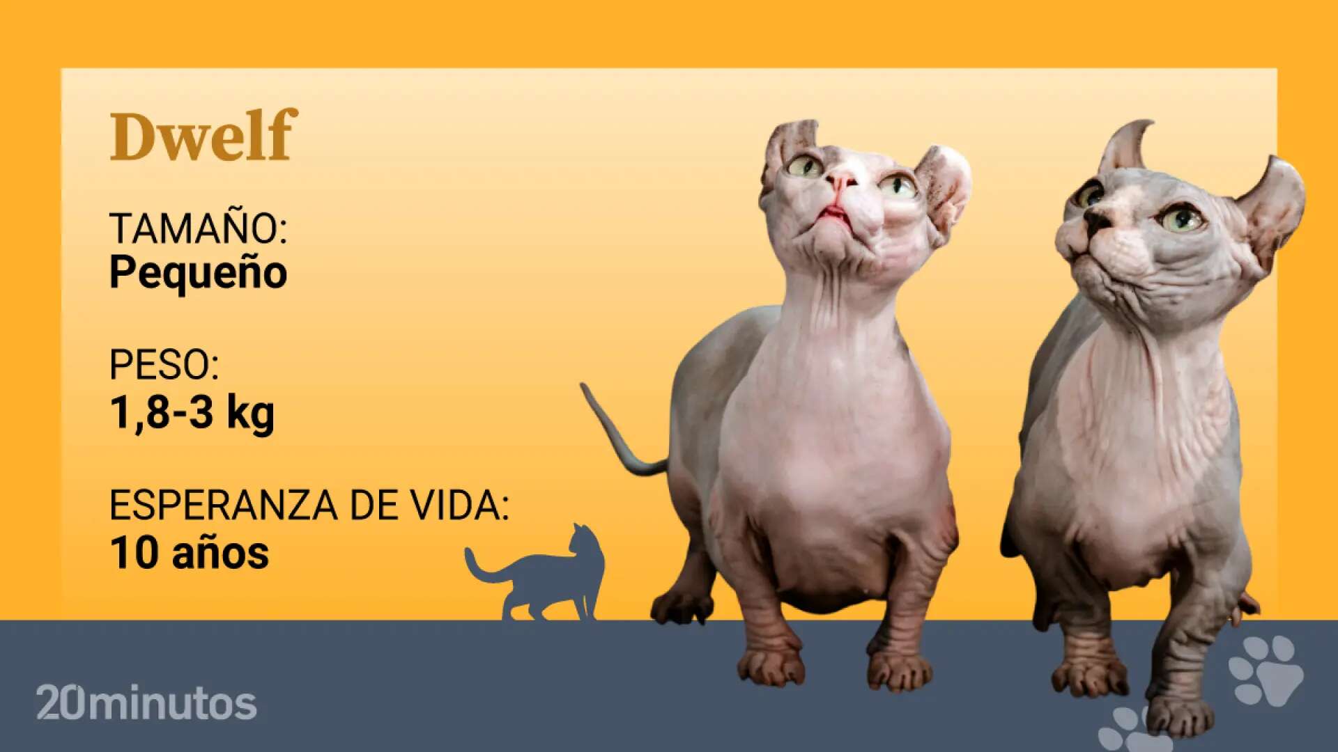 El gato dwelf, una polémica raza felina que combina enanismo, calvicie y orejas curvadas