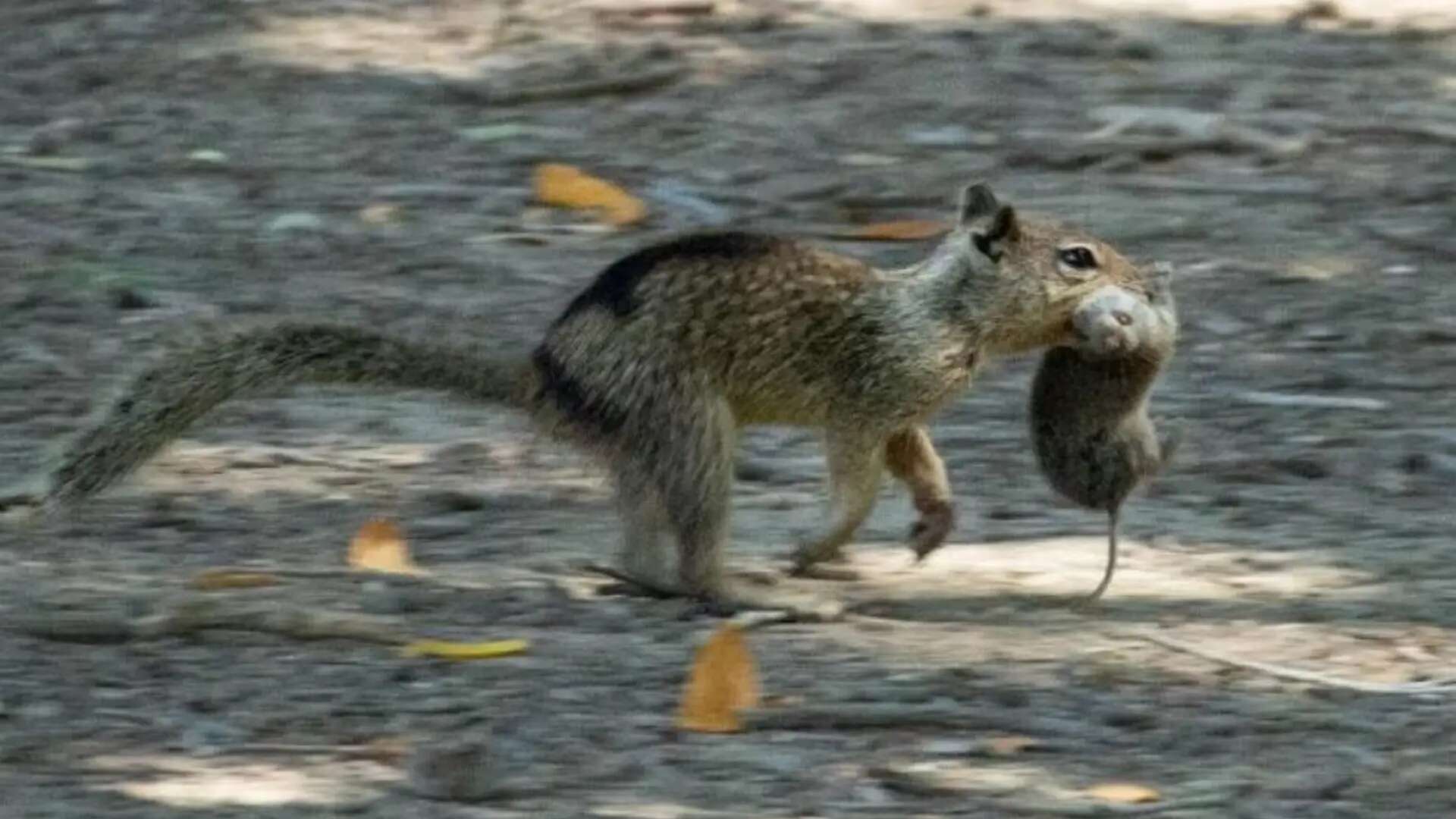 Las ardillas se vuelven carnívoras: los ven por primera vez cazando y comiendo roedores