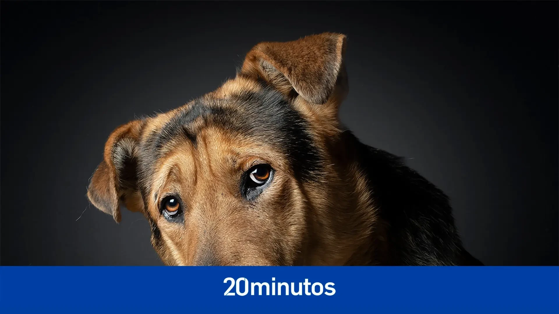 Puppie, Tron o Raúl, mestizos olvidados en las protectoras de España