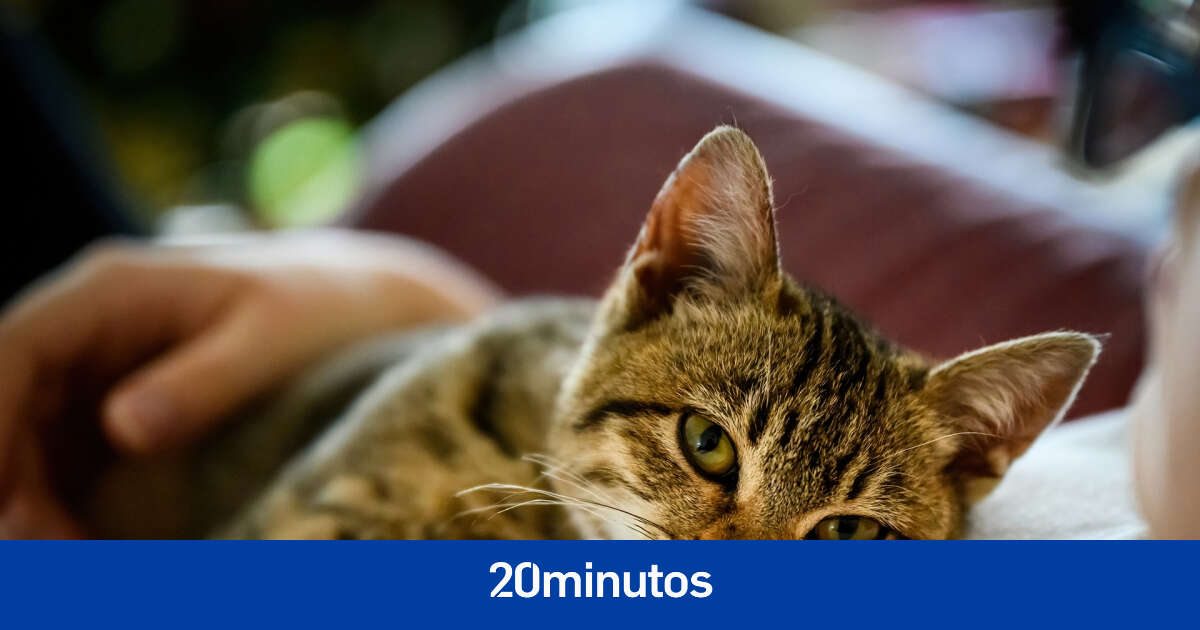 ¿Qué tipo de relación tienes con tu gato? Un estudio las divide en cinco categorías