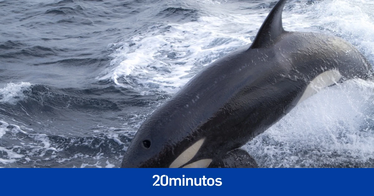 Un estudio revela que las orcas se enseñan unas a otras a cómo robar pescado