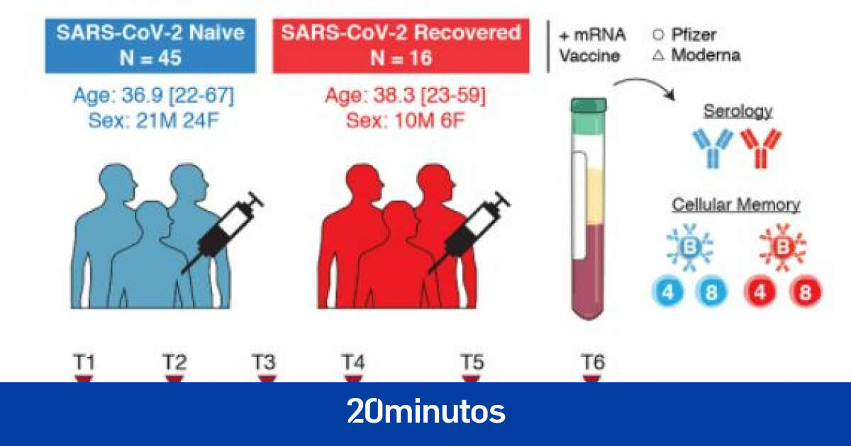 Las vacunas contra la covid-19 de ARN inducen células de memoria que protegen al menos durante seis meses