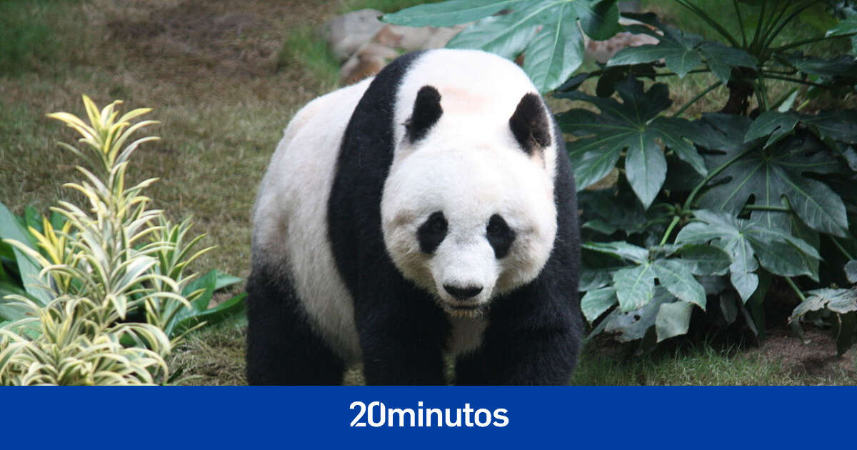 Así ha conseguido China sacar al oso panda del peligro de extinción