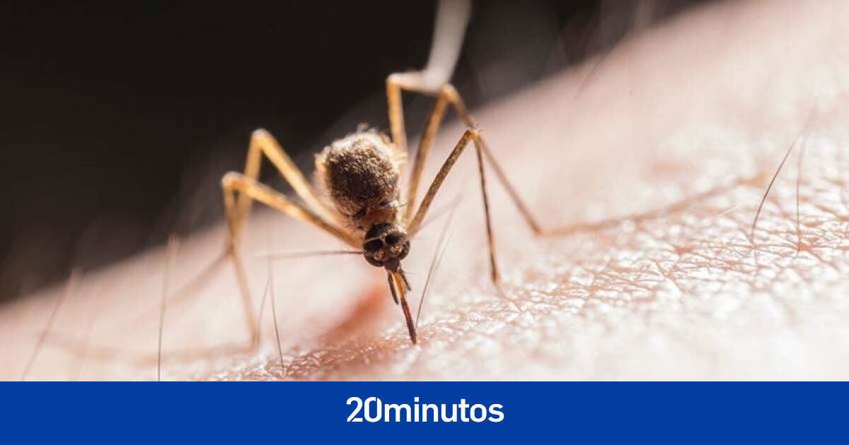 Investigadores españoles optimizan un test para diagnosticar la malaria en menos de una hora